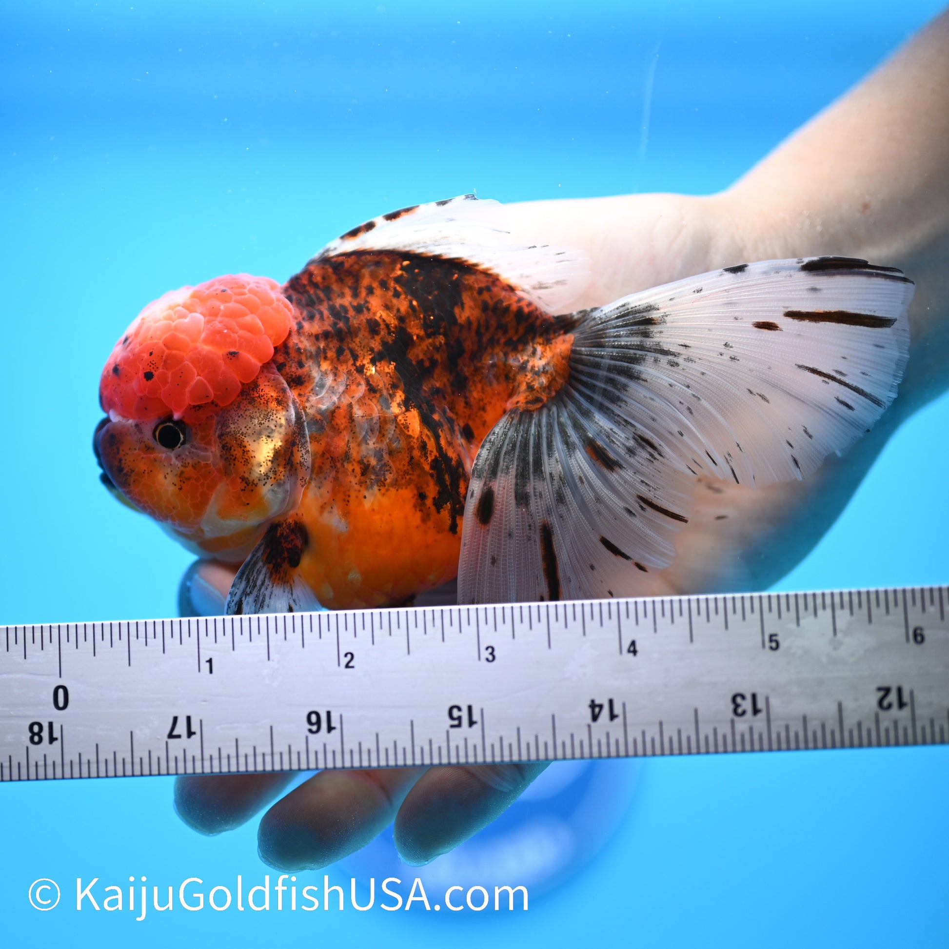 Red Calico Rose Tail Oranda 5.5-6 inches (240308_OR06) - Kaiju Goldfish USA