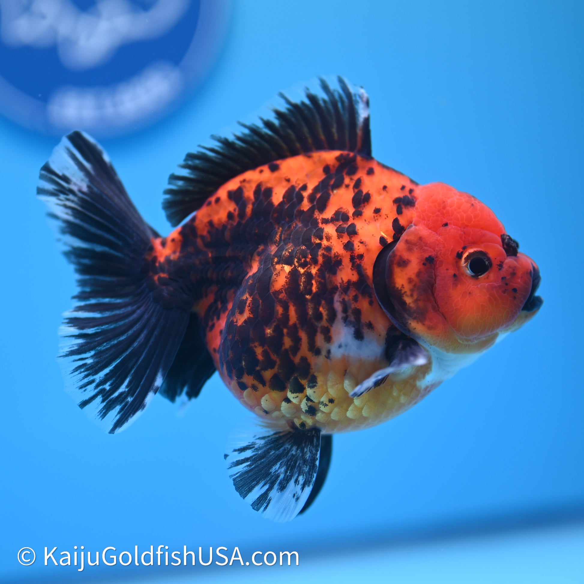 Shogun Godzilla Apache Oranda 3.75in Body (240614_OR06) - Kaiju Goldfish USA