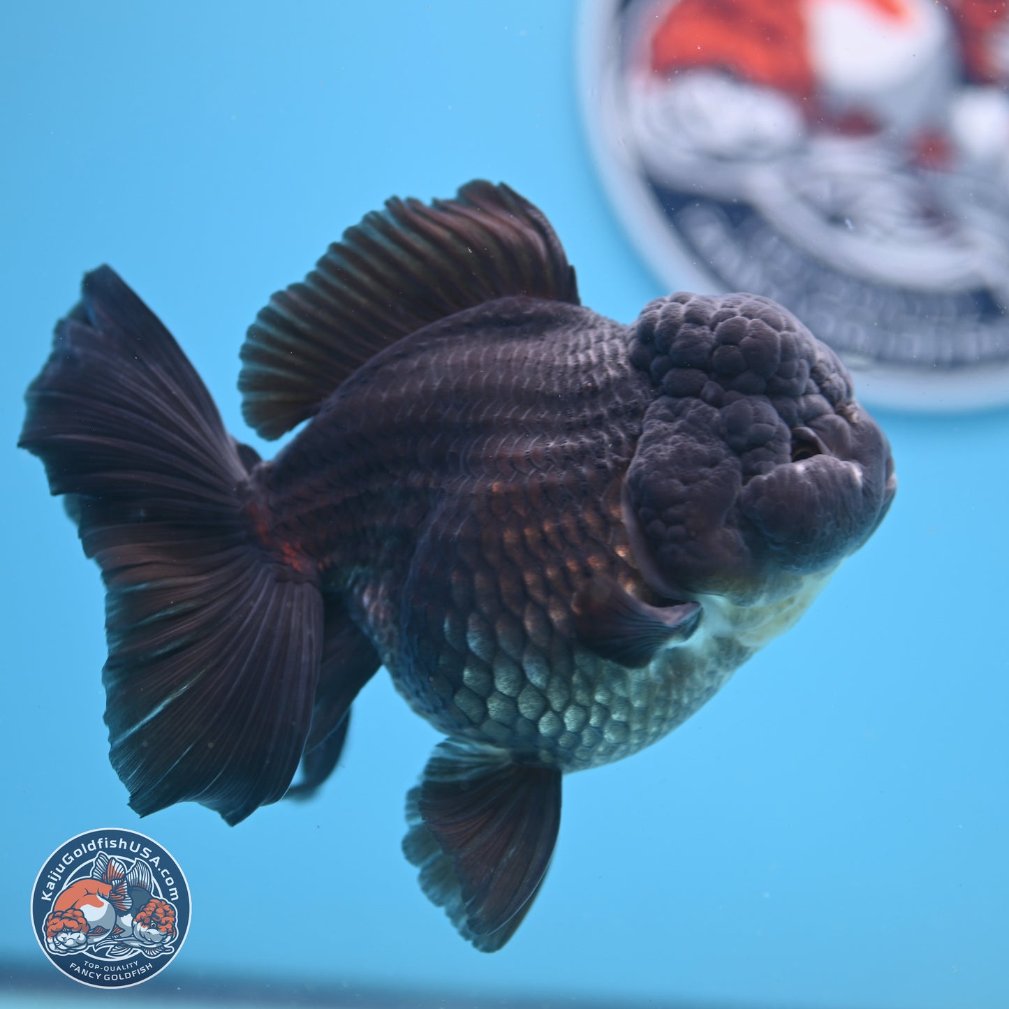 Black Rose Tail Oranda 5 inches - Female (241206_OR06) - Kaiju Goldfish USA