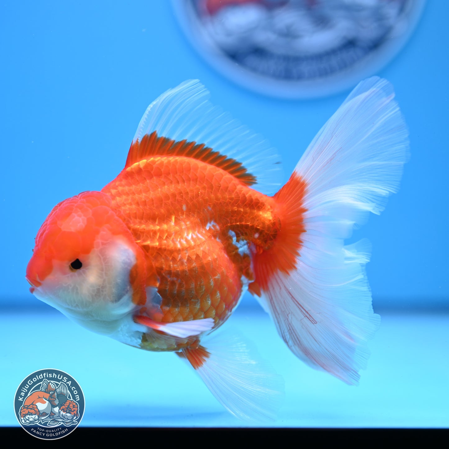 Red White Rose Tail Oranda 4-6 inches (240913_OR06) - Kaiju Goldfish USA