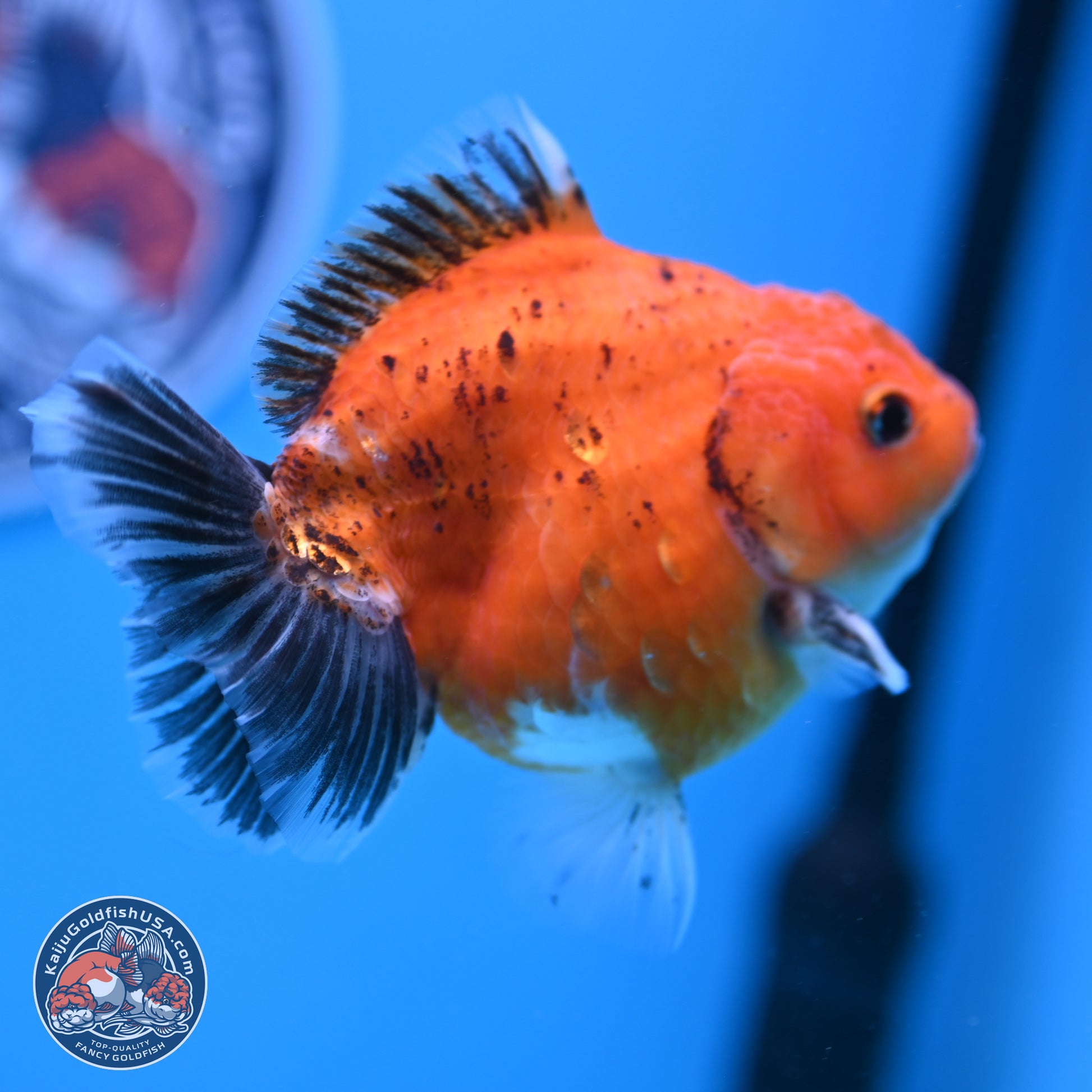 Shogun Tricolor Sakura YuanBao Oranda 3.75in Body (240802_OR06) - Kaiju Goldfish USA