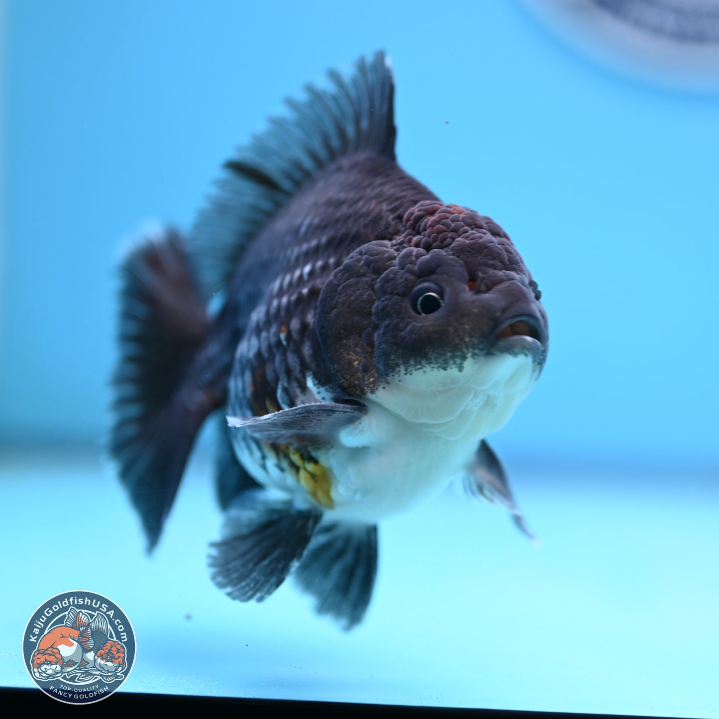 Shogun Kirin Oranda 3.5-4.5 in (241011_OR06) - Kaiju Goldfish USA