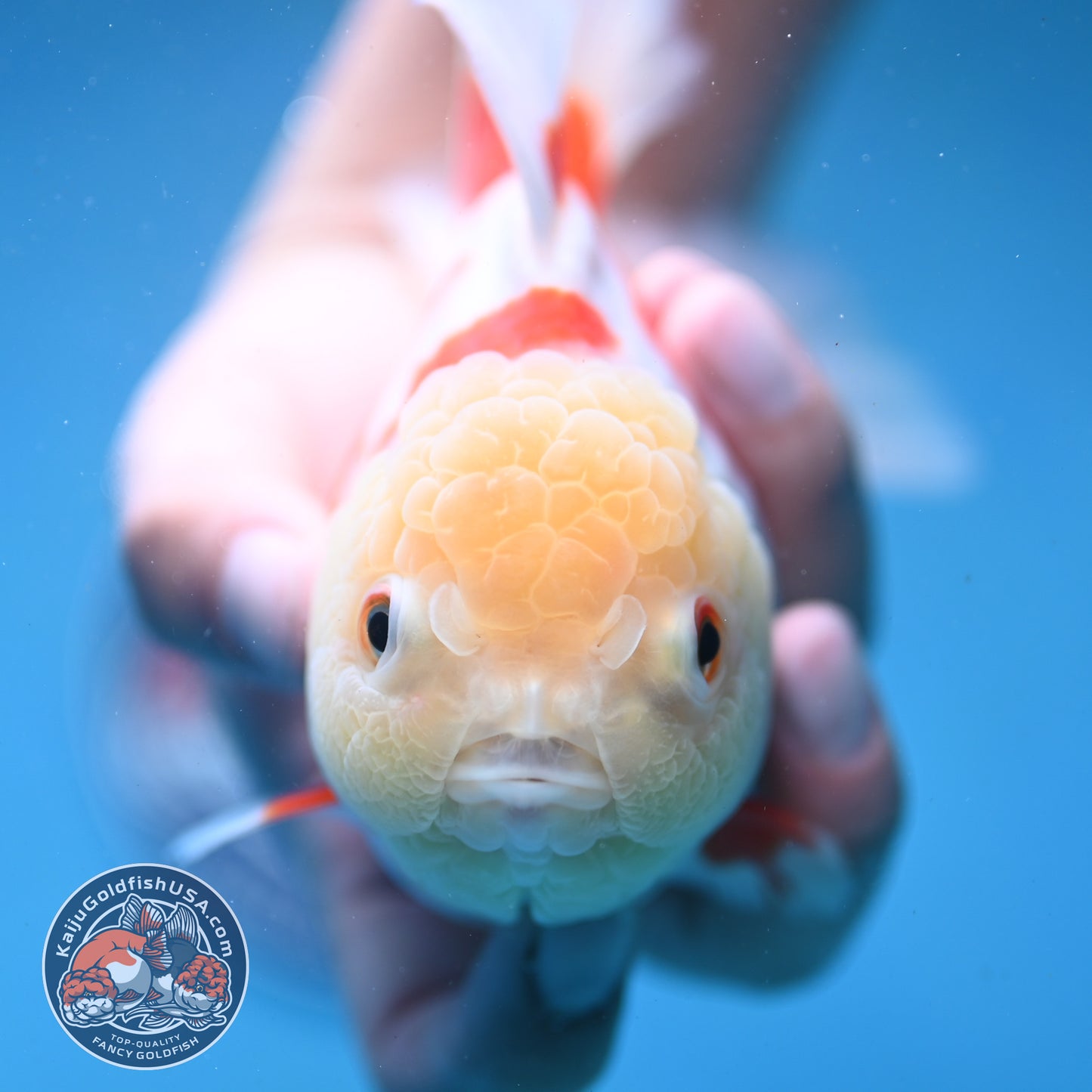 Jade Head Red White Oranda 4 inch Body (250919_OR06)