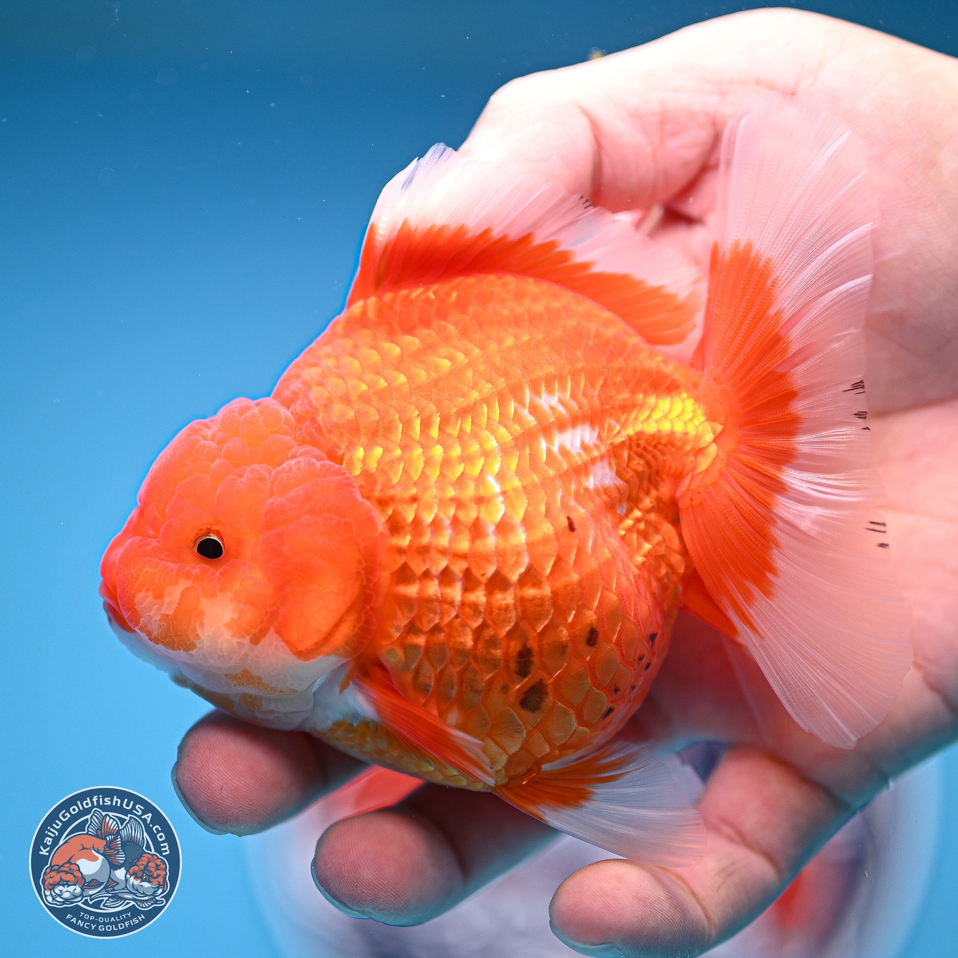 Red White Rose Tail Oranda 4.5 inches - Female (241129_OR06) - Kaiju Goldfish USA