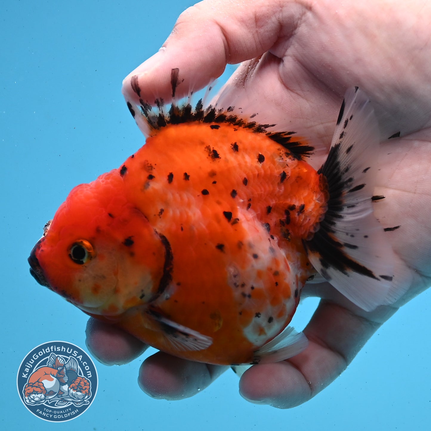 Shogun Tricolor Sakura Oranda 3.5 inches Body - Female (250418_OR06)
