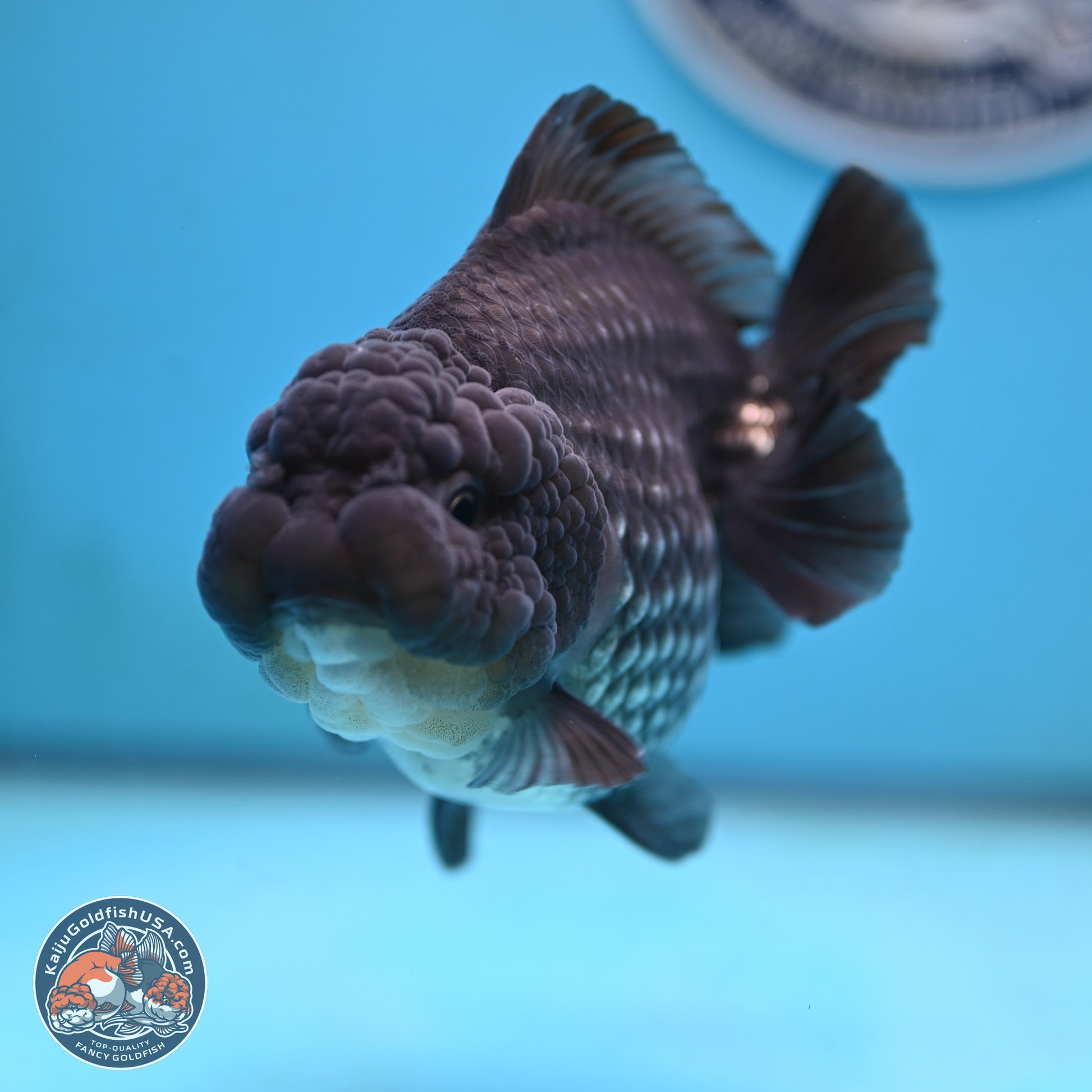 Big Black Metallic YuanBao Oranda 4.5 inches Body - Female (250117_OR06) - Kaiju Goldfish USA