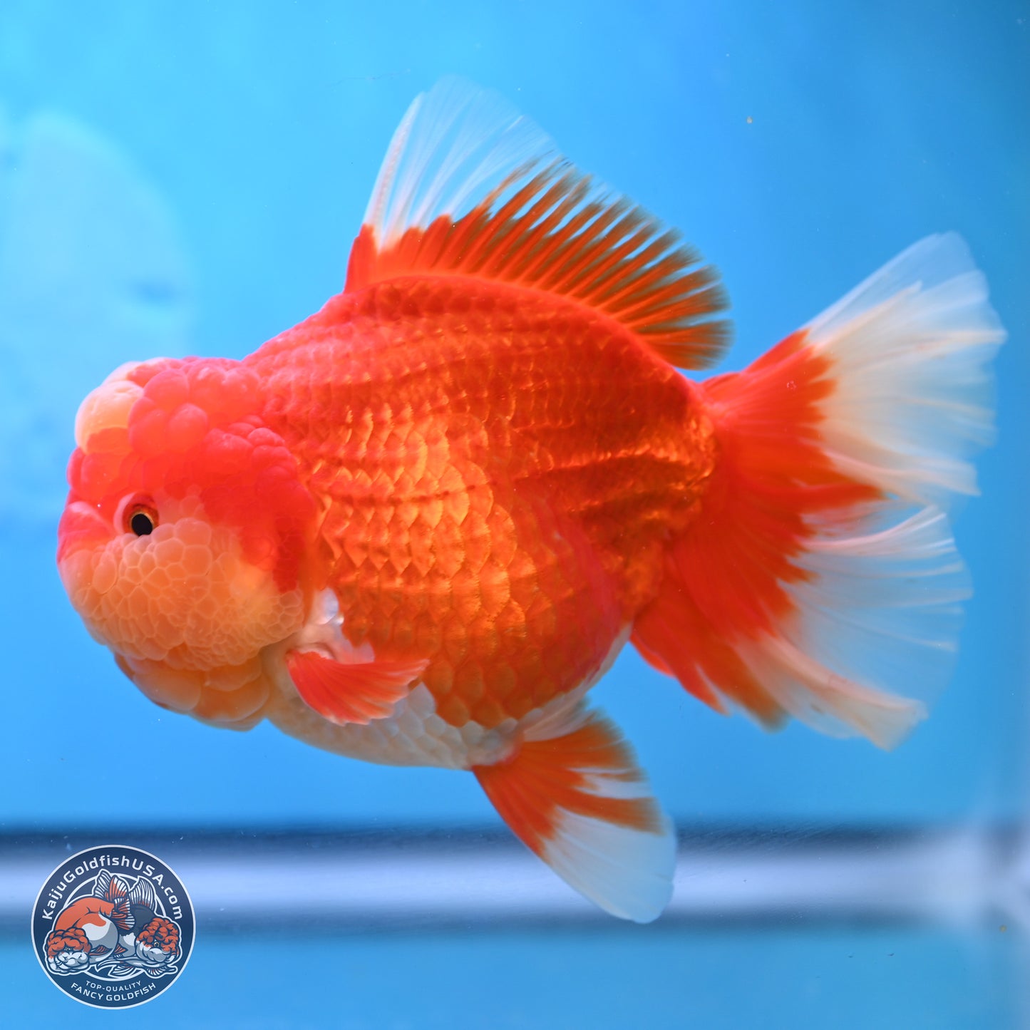 Jumbo Rose Tail Jade Seal Red White Oranda 5.5 inches Body - Female (250131_OR06)