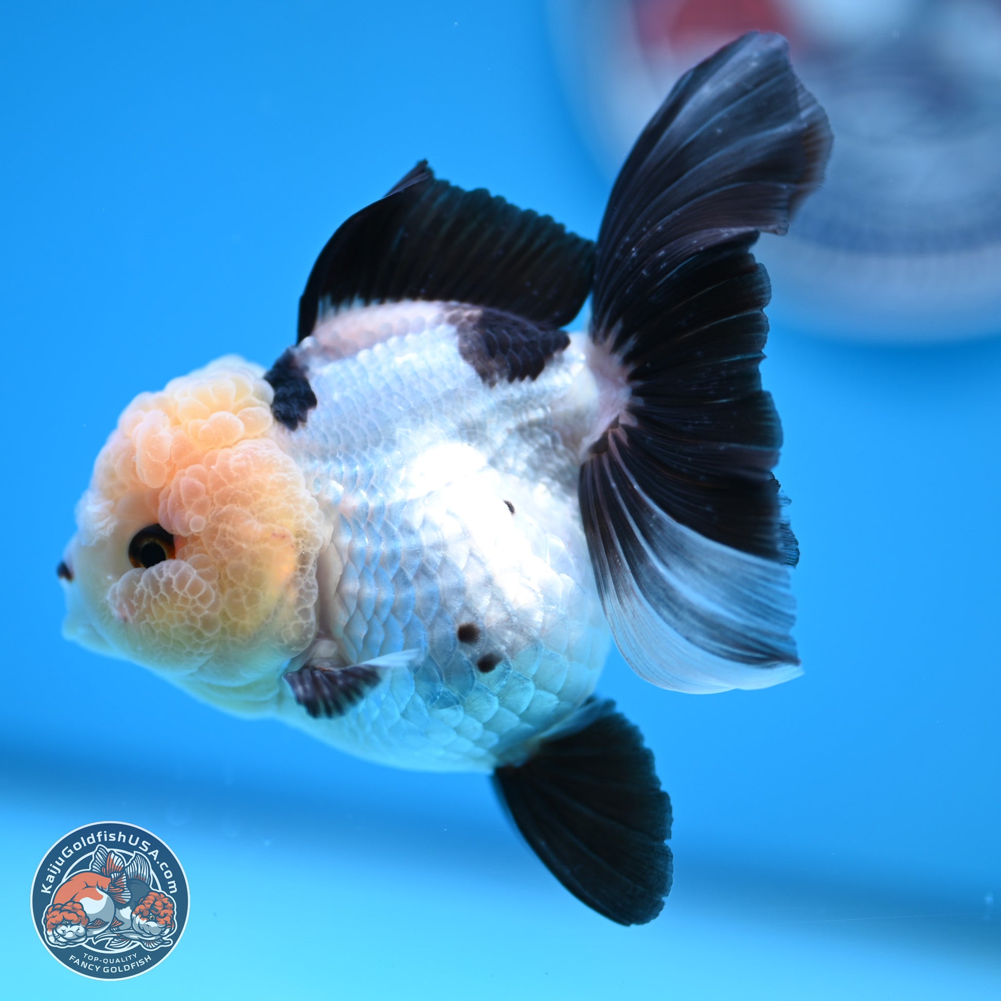 Panda Rose Tail Oranda 4 inches (241101_OR06) - Kaiju Goldfish USA