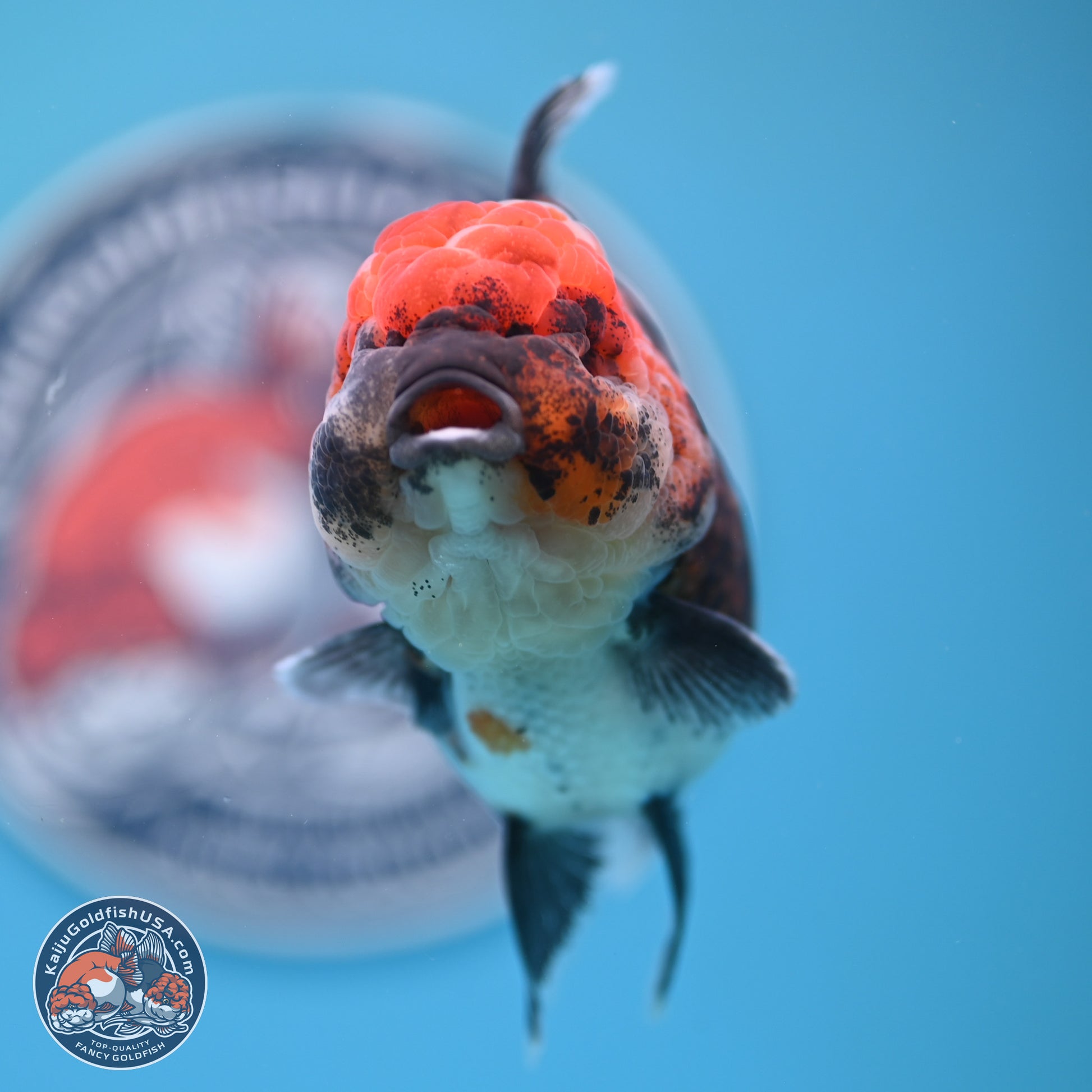 Kirin Rose Tail Oranda 5 inches (241025_OR06) - Kaiju Goldfish USA