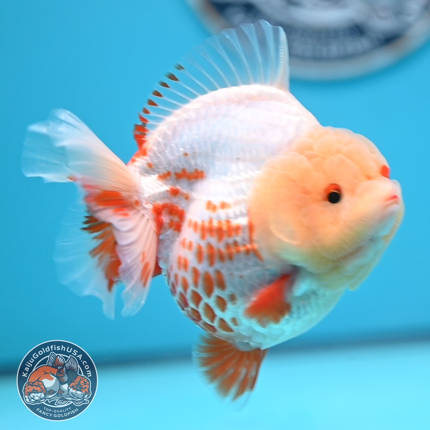 Deer Spot Red White YuanBao Oranda 3.7 inches Body (250516_OR06)
