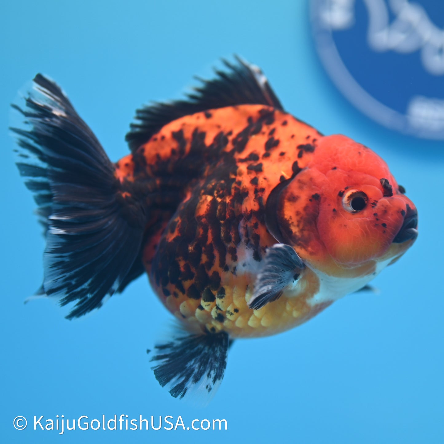 Shogun Godzilla Apache Oranda 3.75in Body (240614_OR06) - Kaiju Goldfish USA