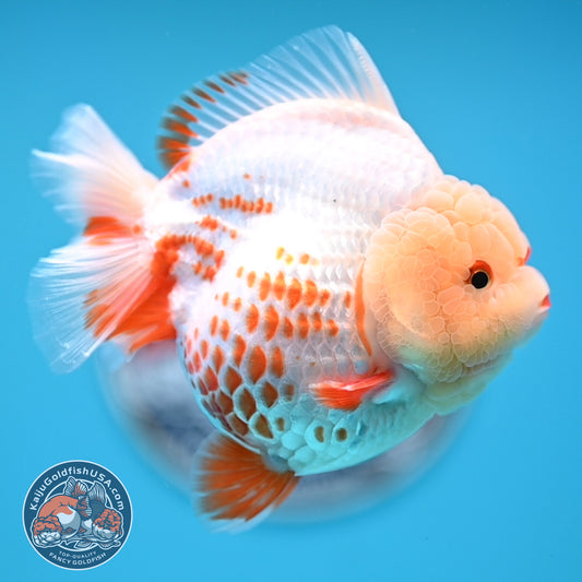 Deer Spot Red White YuanBao Oranda 3.7 inches Body (250516_OR06)