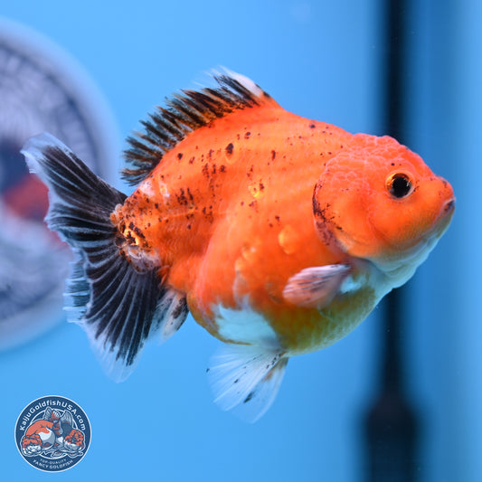 Shogun Tricolor Sakura YuanBao Oranda 3.75in Body (240802_OR06) - Kaiju Goldfish USA