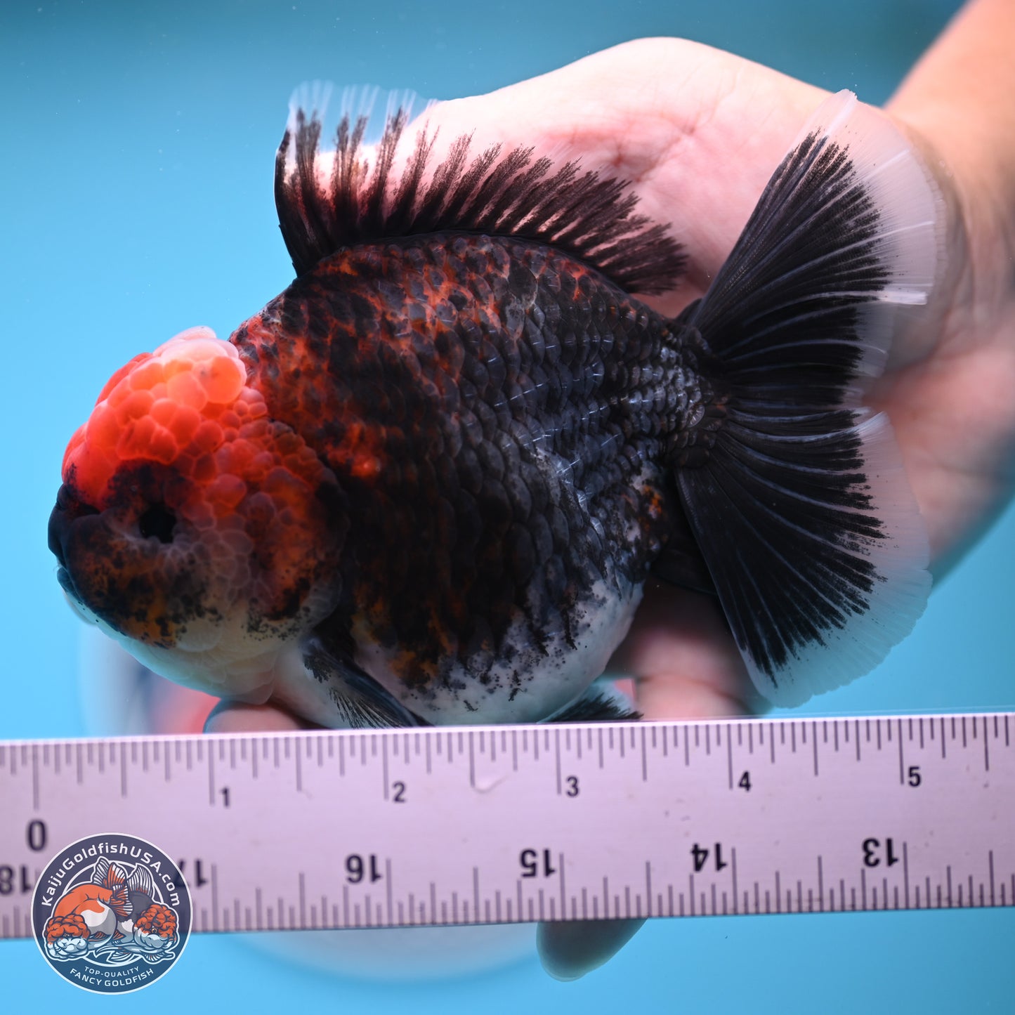 Kirin Rose Tail Oranda 5 inches (241025_OR06) - Kaiju Goldfish USA