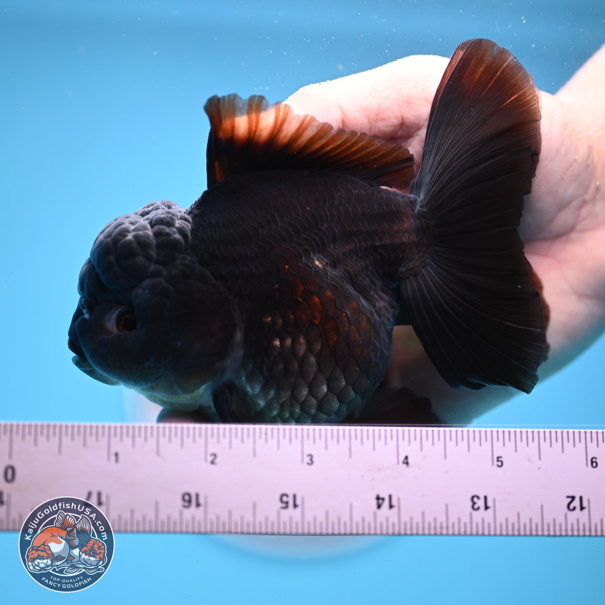 Black Rose Tail Oranda 5 inches - Female (241206_OR06) - Kaiju Goldfish USA