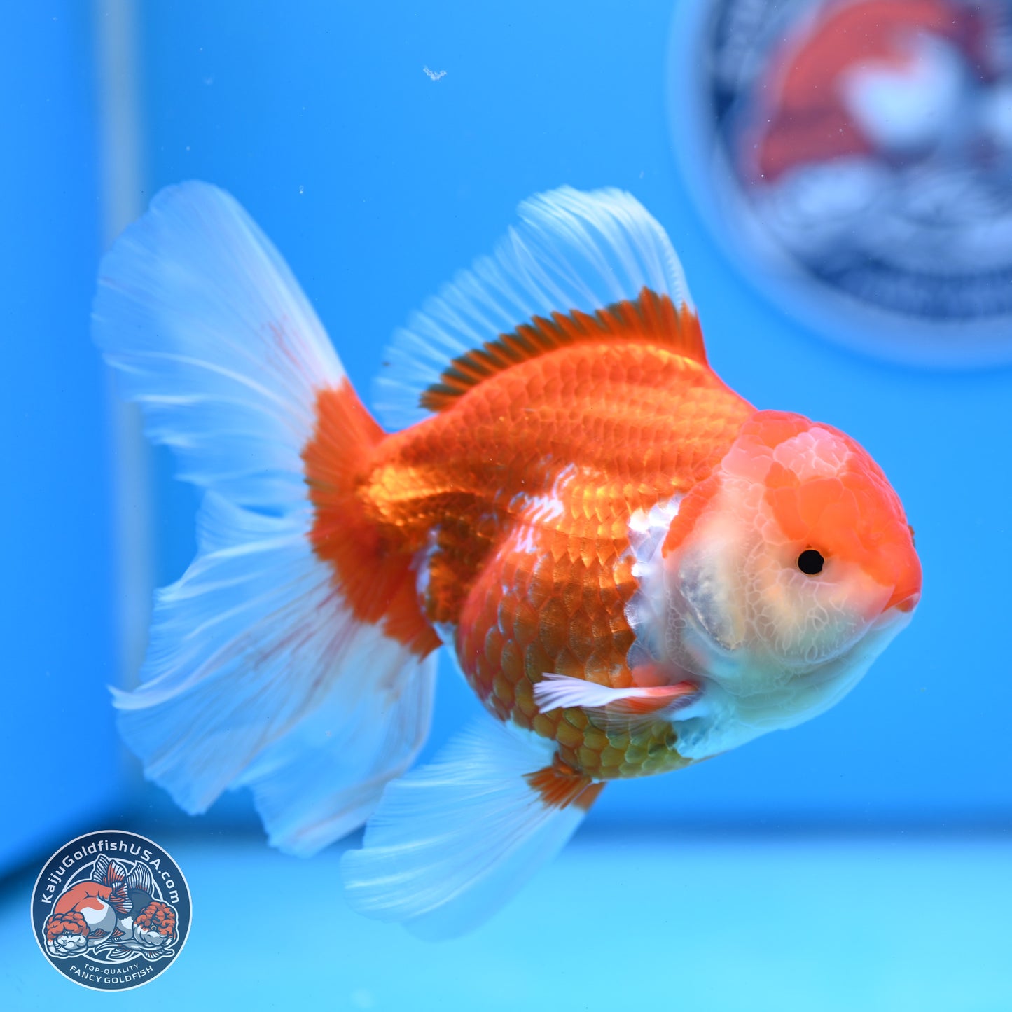 Red White Rose Tail Oranda 4-6 inches (240913_OR06) - Kaiju Goldfish USA