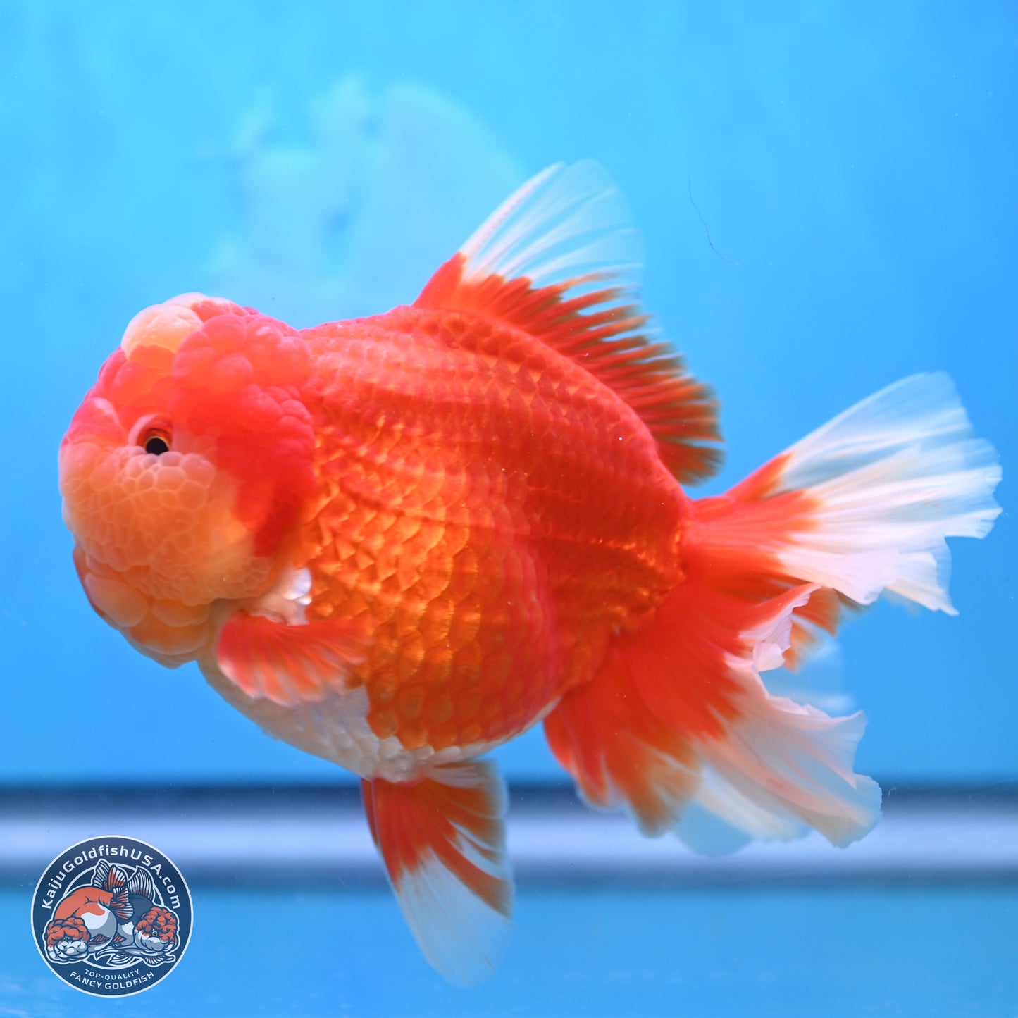 Jumbo Rose Tail Jade Seal Red White Oranda 5.5 inches Body - Female (250131_OR06)