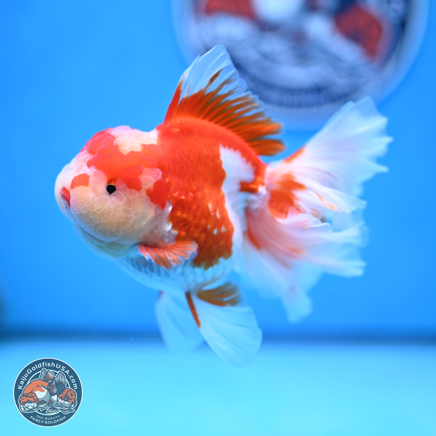 Jade Top Red White Orchid Tail Oranda 3.5 inches Body - Female (250228_OR06)