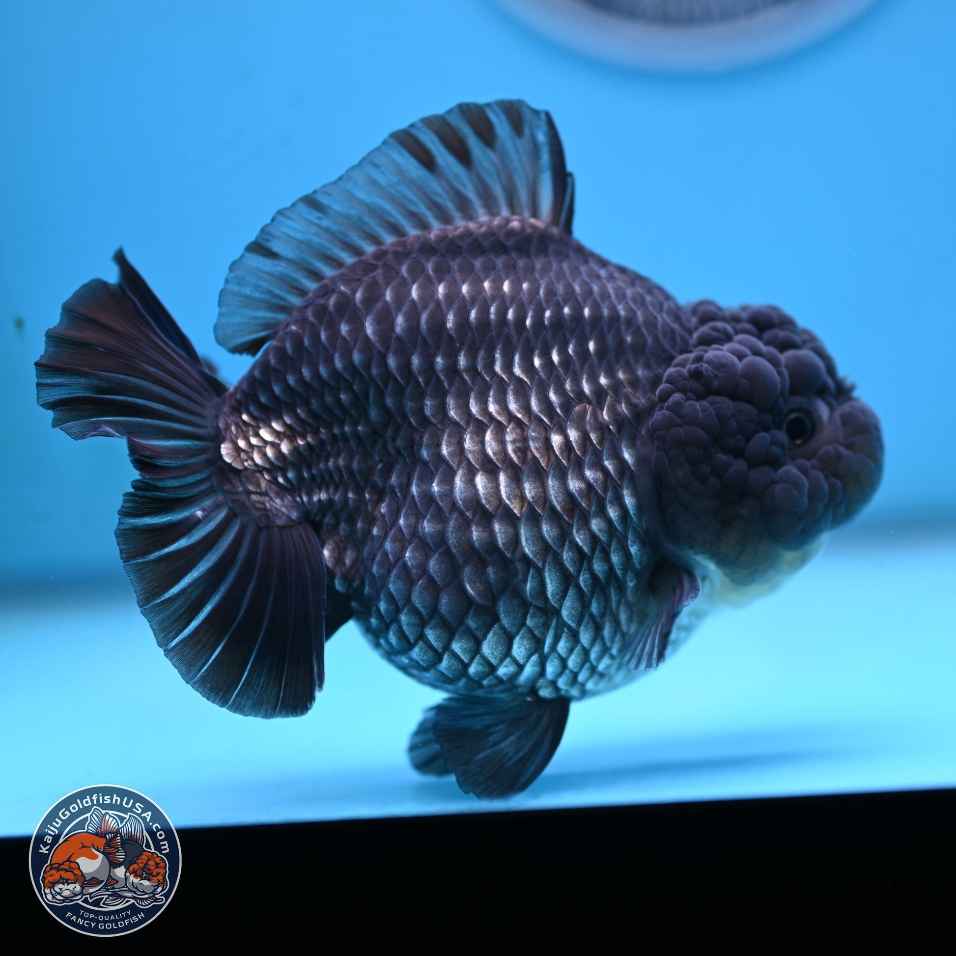 Big Black Metallic YuanBao Oranda 4.5 inches Body - Female (250117_OR06) - Kaiju Goldfish USA