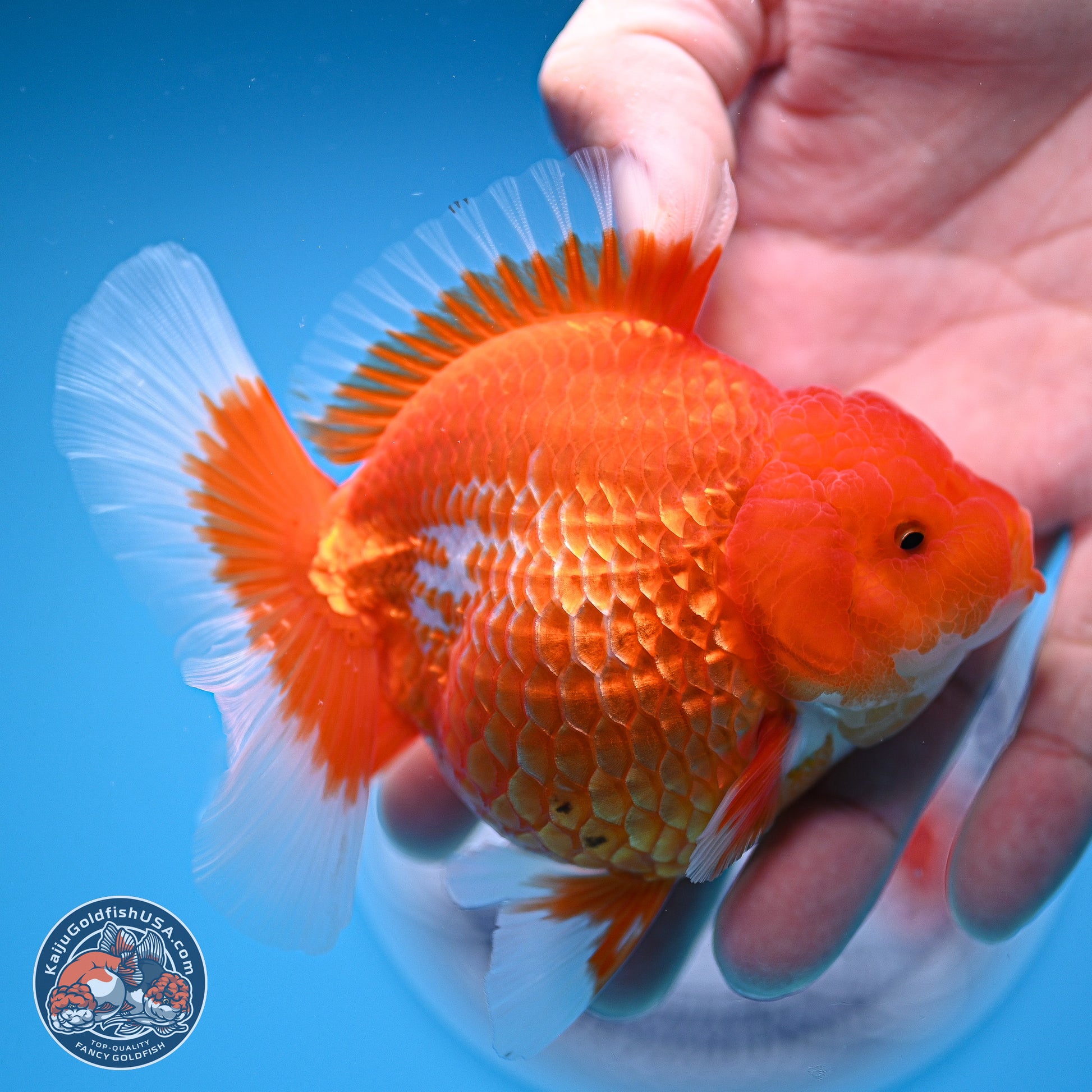 Red White Rose Tail Oranda 4.5 inches - Female (241129_OR06) - Kaiju Goldfish USA