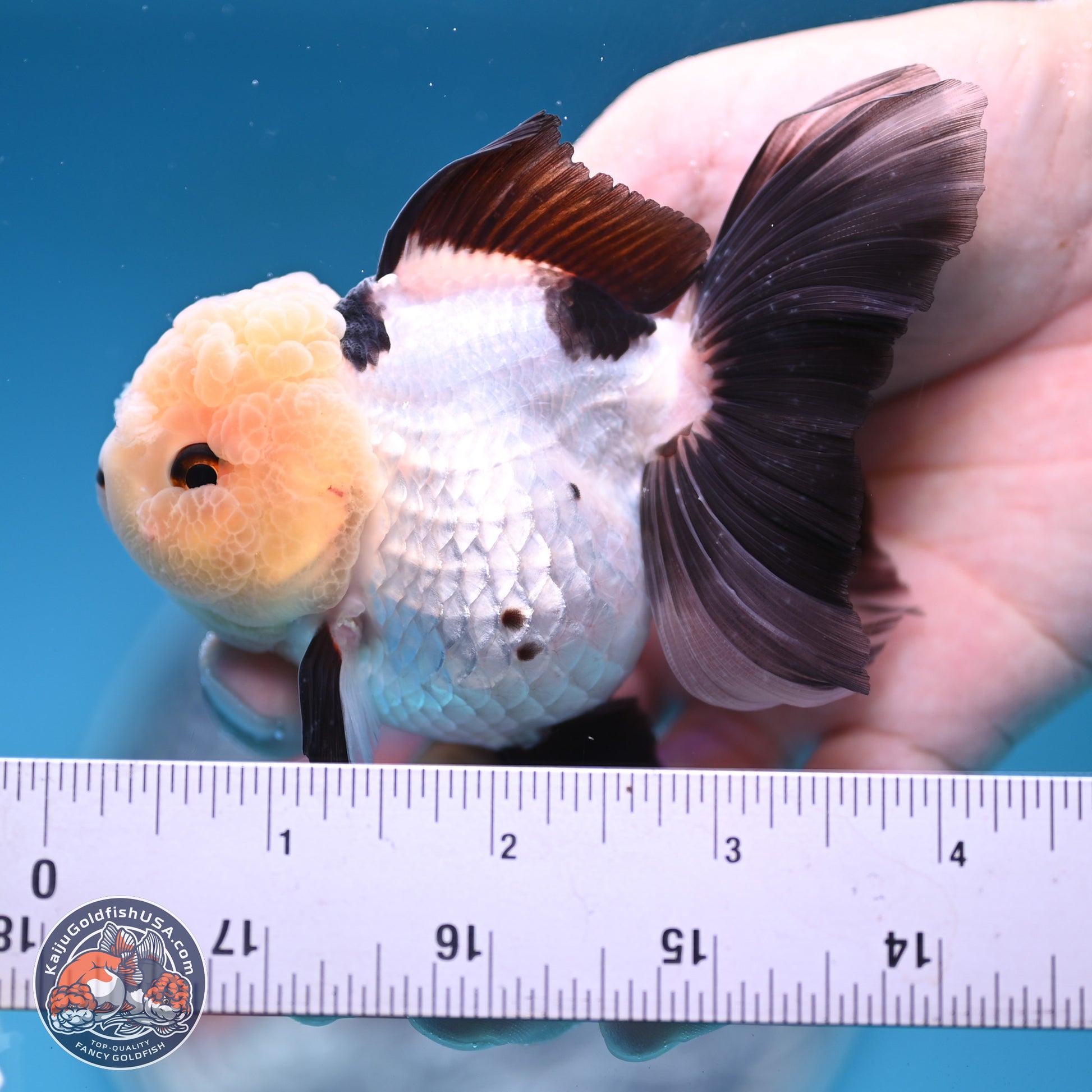 Panda Rose Tail Oranda 4 inches (241101_OR06) - Kaiju Goldfish USA