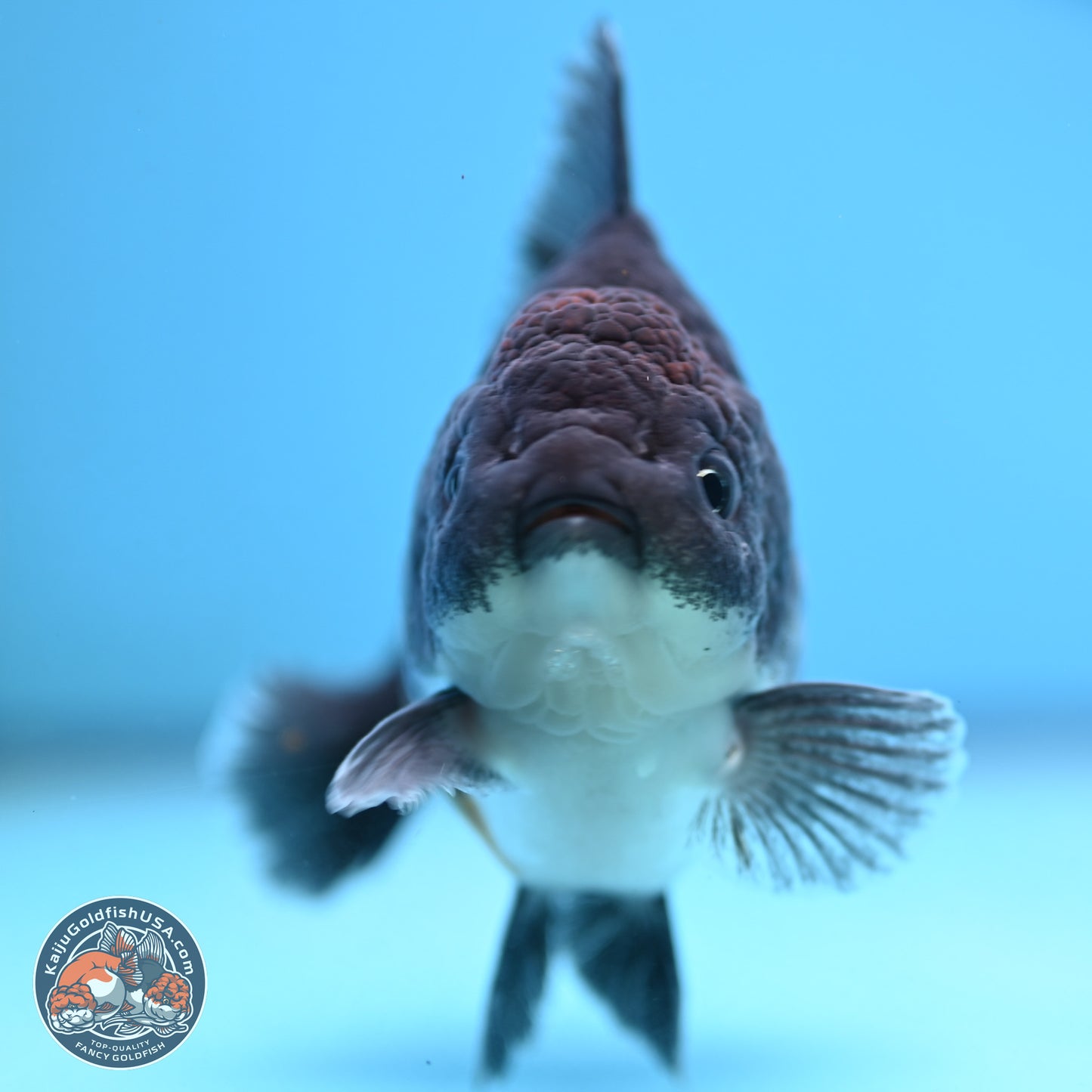 Shogun Kirin Oranda 3.5-4.5 in (241011_OR06) - Kaiju Goldfish USA