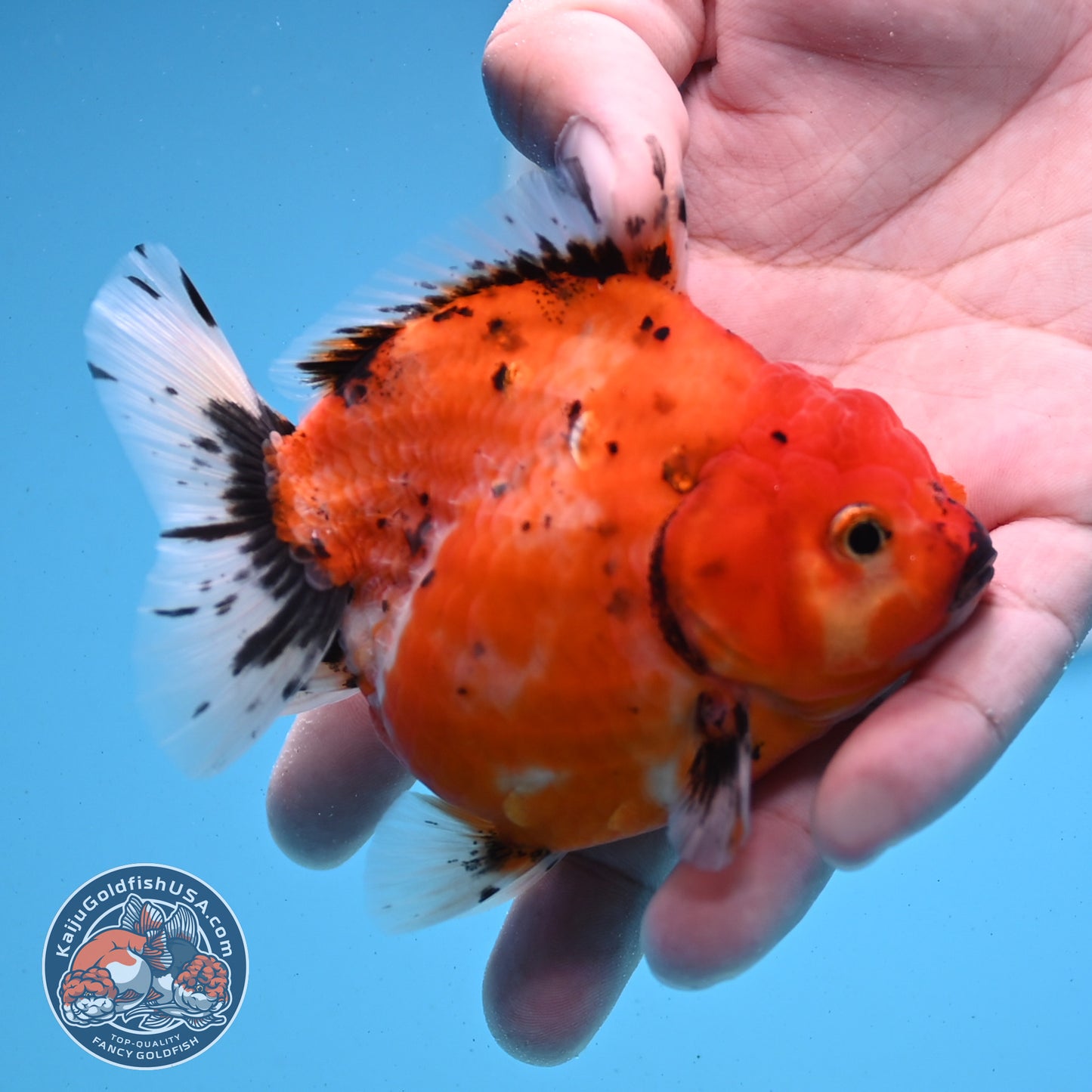 Shogun Tricolor Sakura Oranda 3.5 inches Body - Female (250418_OR06)