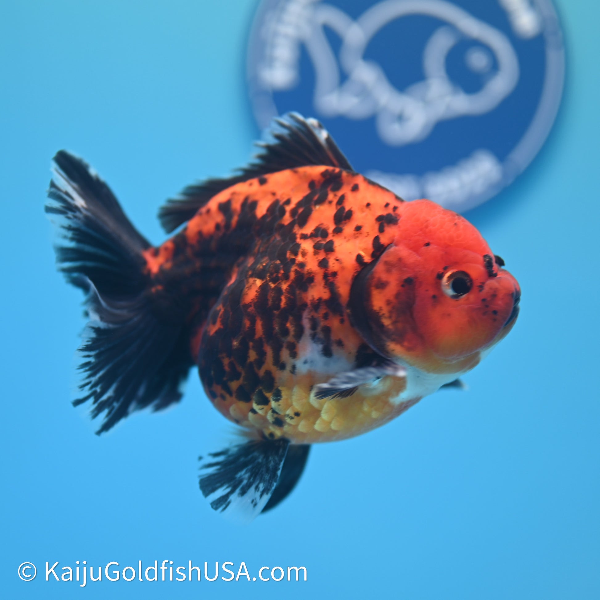 Shogun Godzilla Apache Oranda 3.75in Body (240614_OR06) - Kaiju Goldfish USA