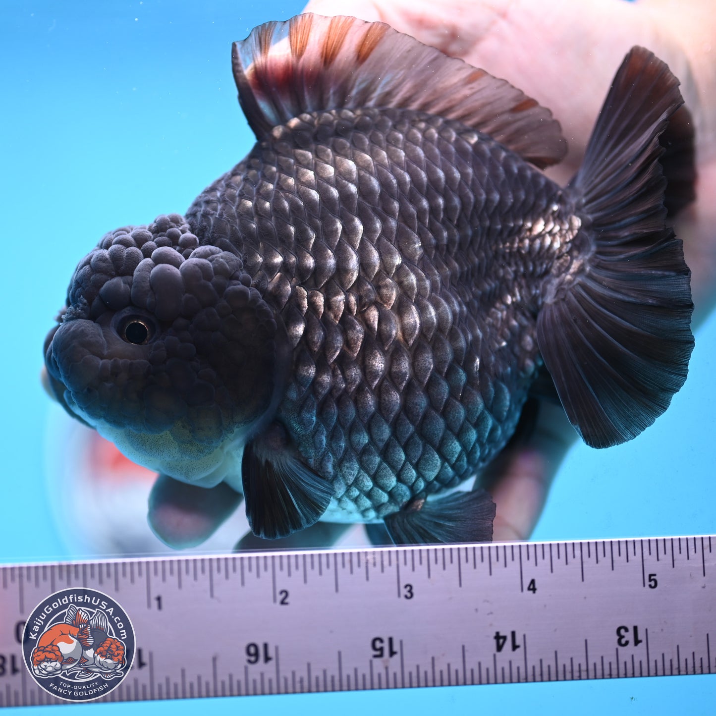 Big Black Metallic YuanBao Oranda 4.5 inches Body - Female (250117_OR06) - Kaiju Goldfish USA