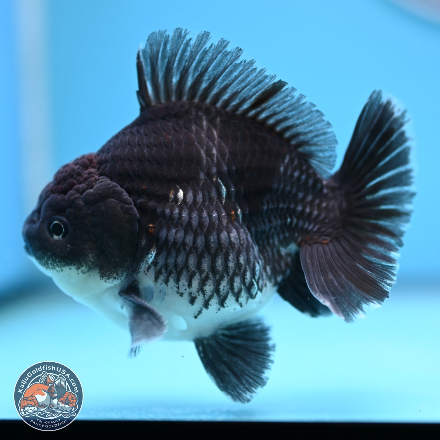 Shogun Kirin Oranda 3.5-4.5 in (241011_OR06) - Kaiju Goldfish USA