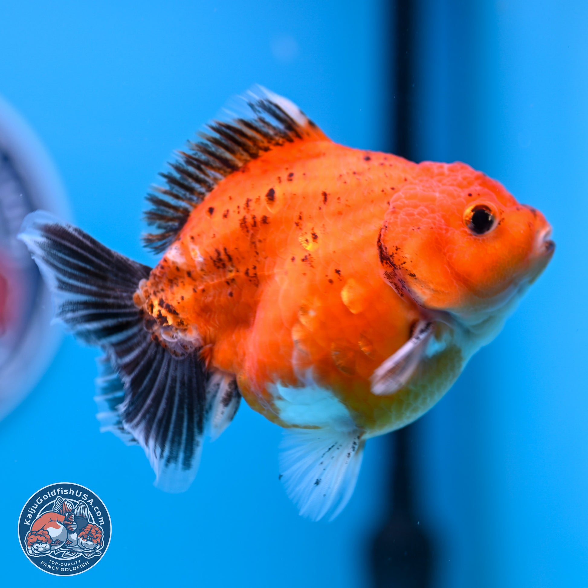 Shogun Tricolor Sakura YuanBao Oranda 3.75in Body (240802_OR06) - Kaiju Goldfish USA