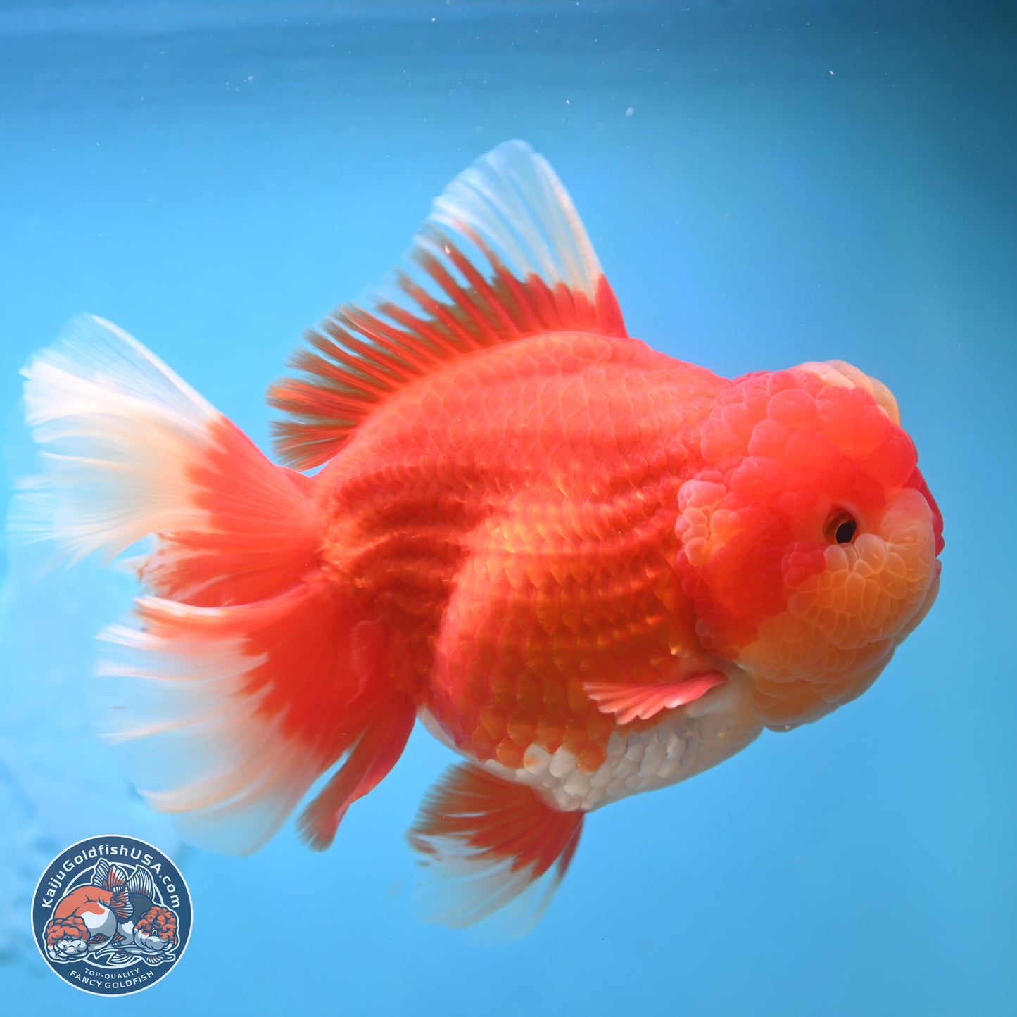 Jumbo Rose Tail Jade Seal Red White Oranda 5.5 inches Body - Female (250131_OR06)