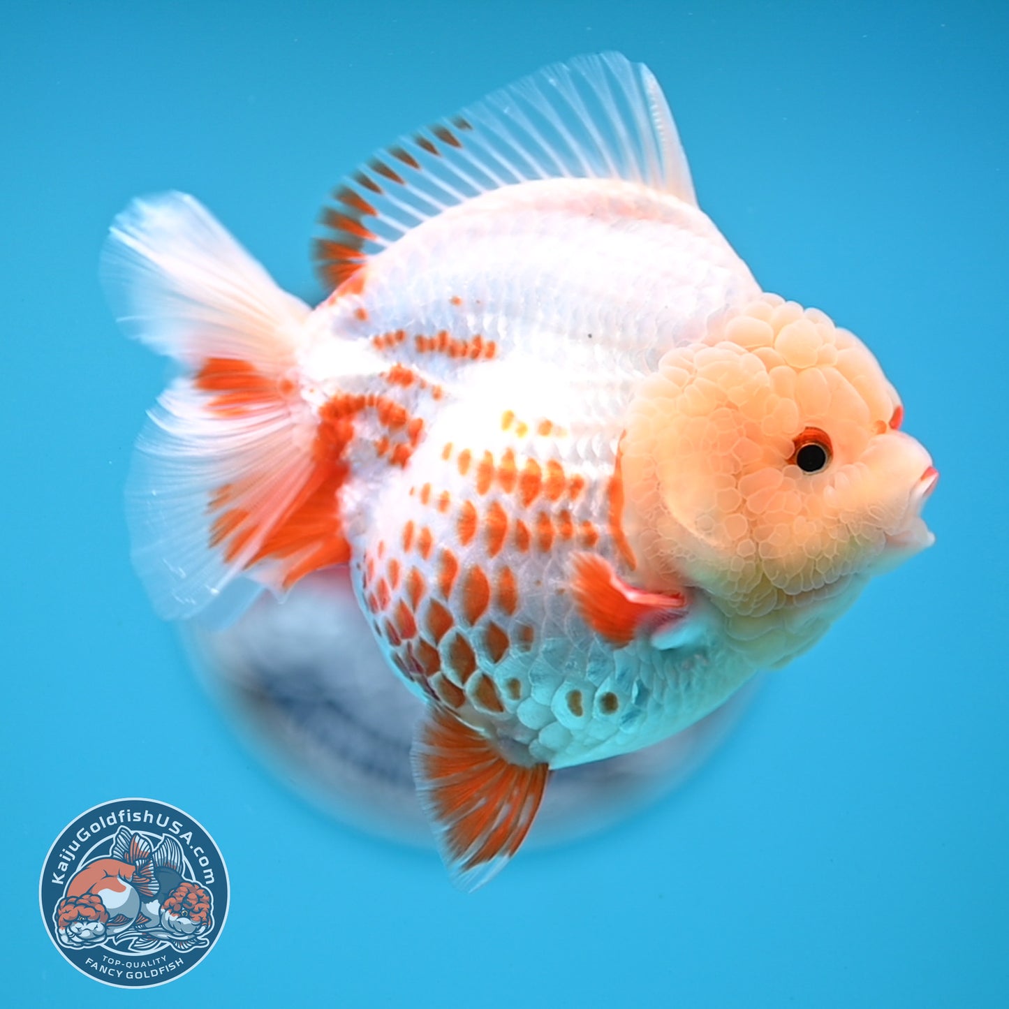 Deer Spot Red White YuanBao Oranda 3.7 inches Body (250516_OR06)