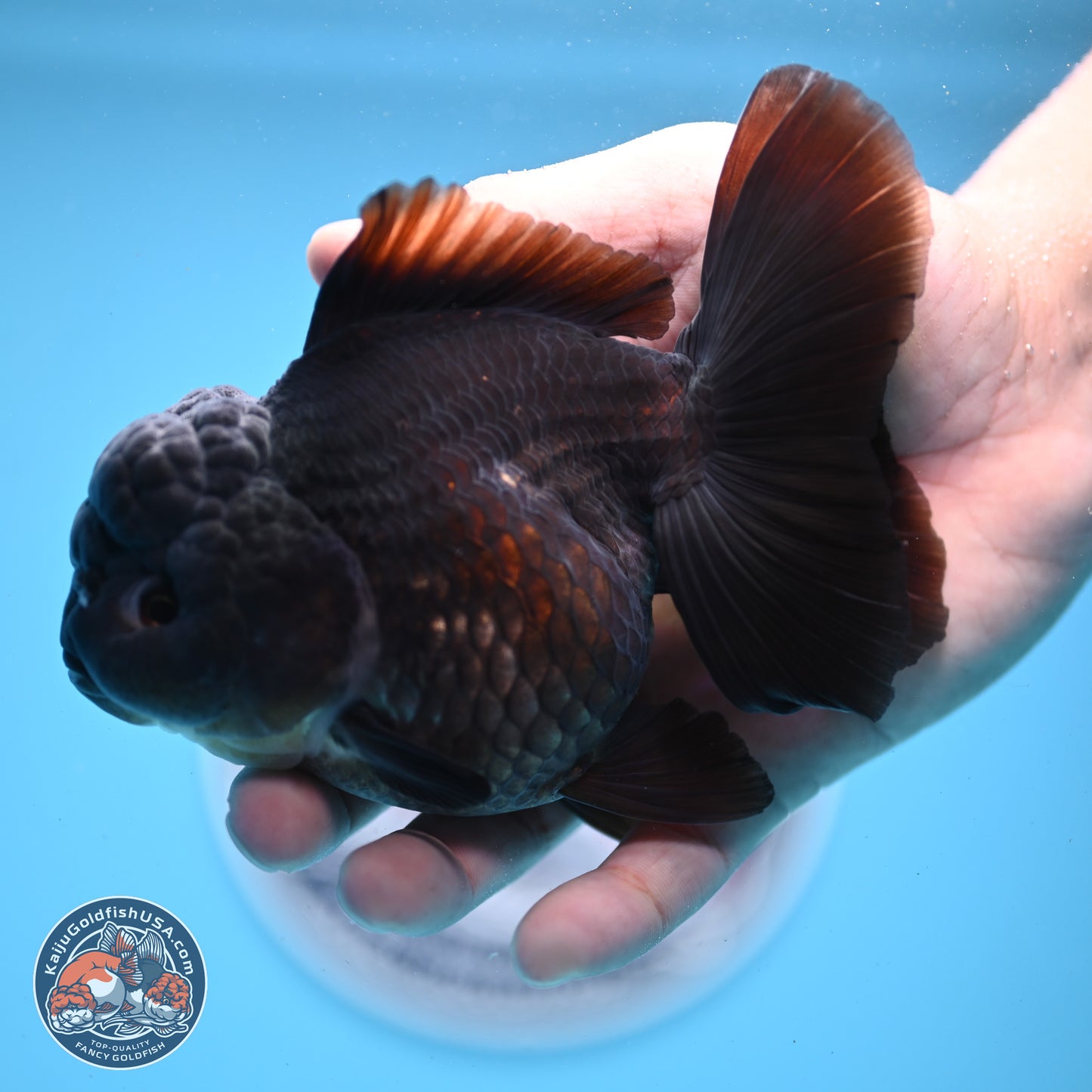 Black Rose Tail Oranda 5 inches - Female (241206_OR06) - Kaiju Goldfish USA