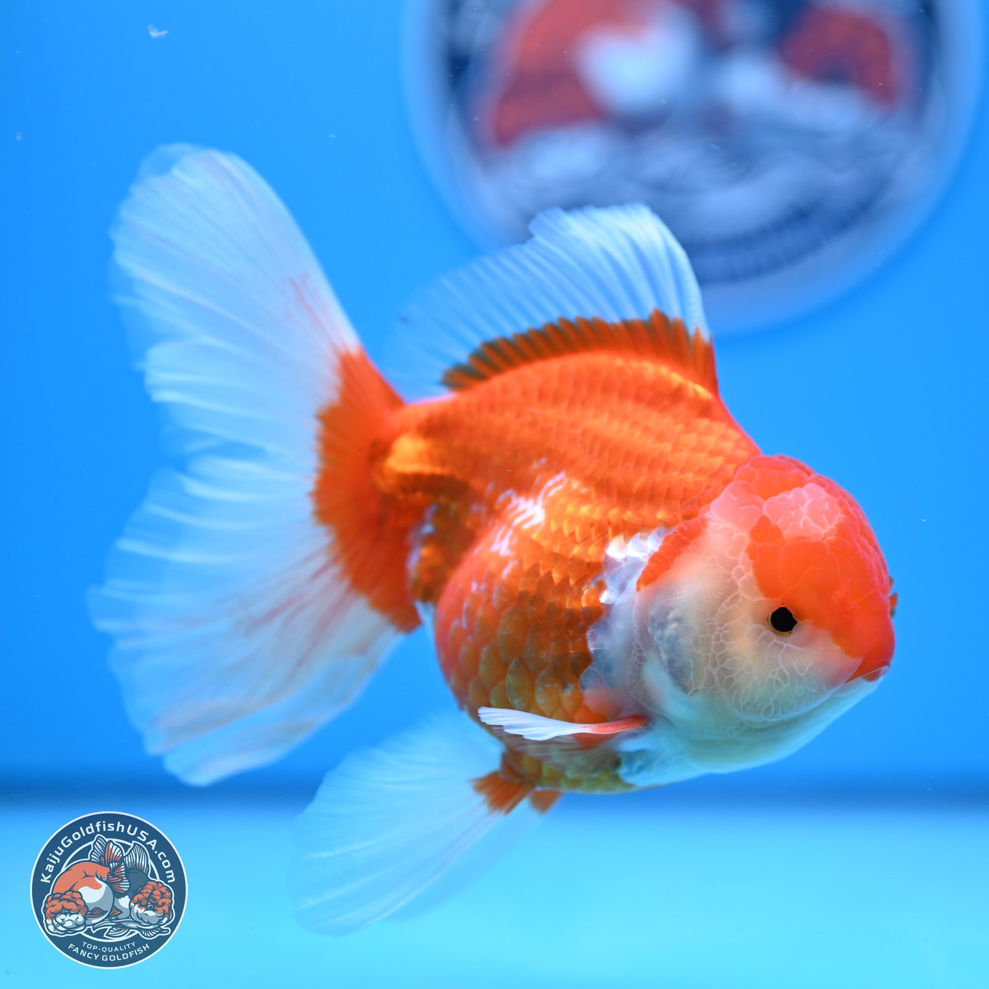 Red White Rose Tail Oranda 4-6 inches (240913_OR06) - Kaiju Goldfish USA