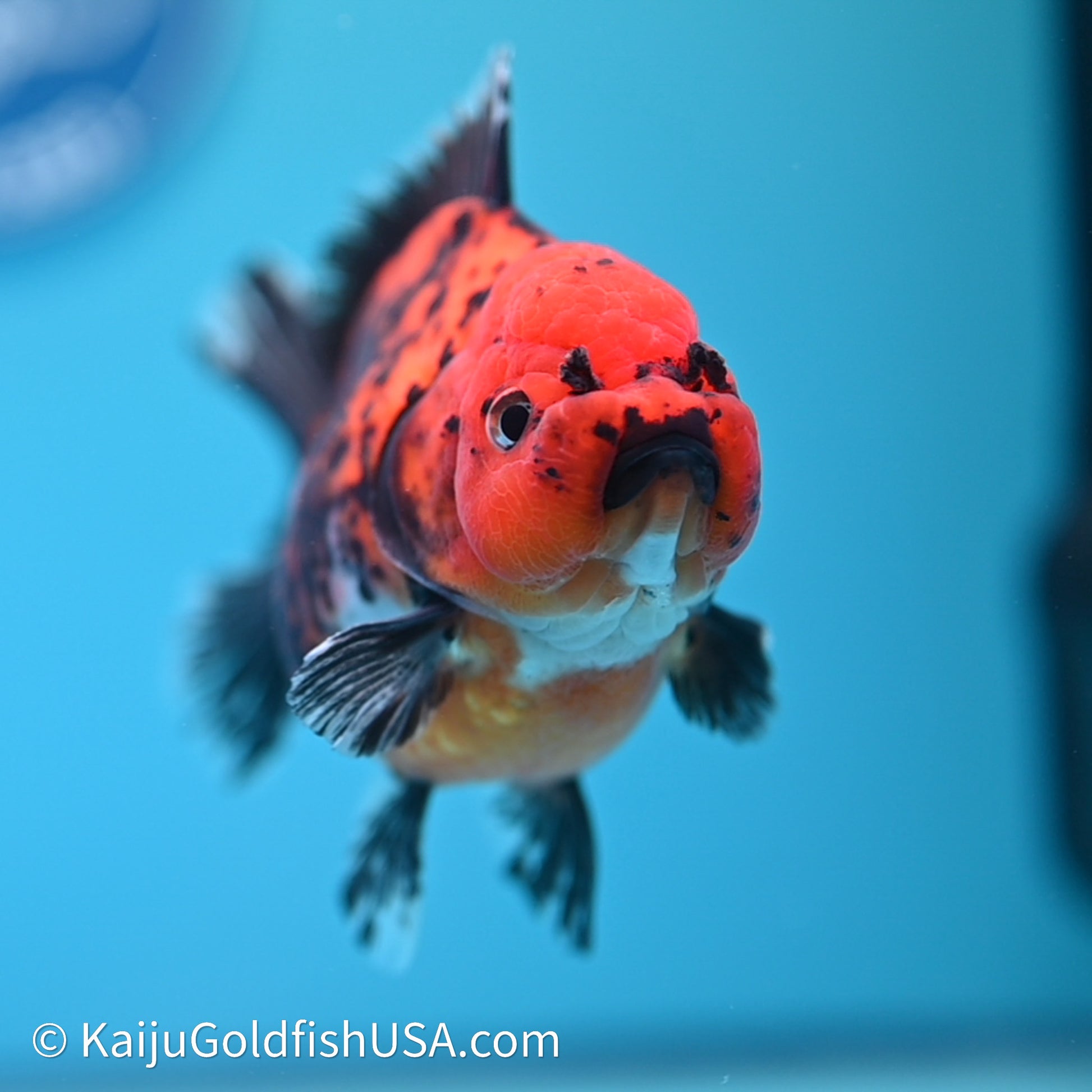 Shogun Godzilla Apache Oranda 3.75in Body (240614_OR06) - Kaiju Goldfish USA