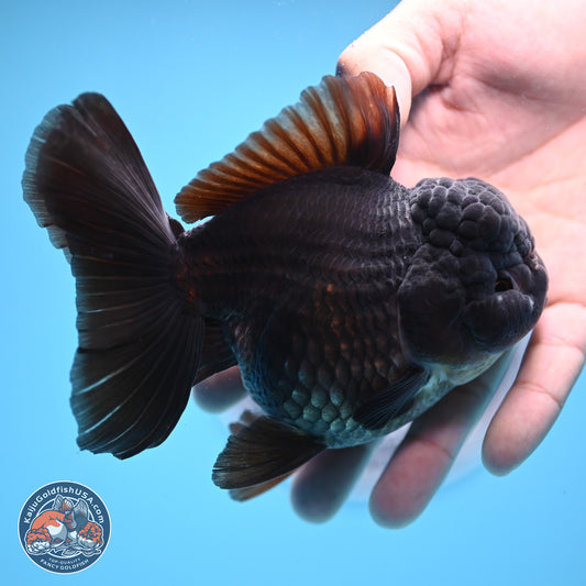 Black Rose Tail Oranda 5 inches - Female (241206_OR06) - Kaiju Goldfish USA