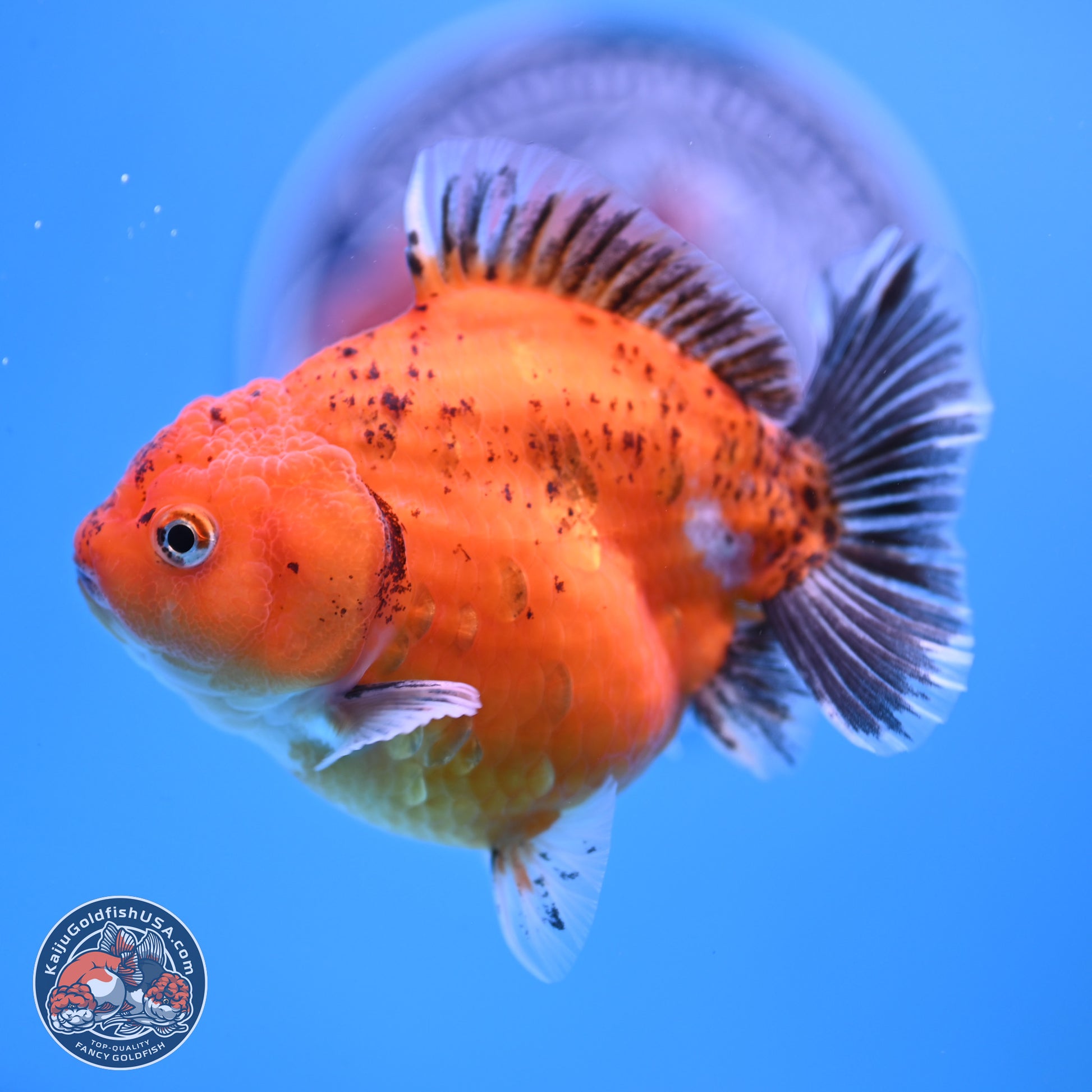 Shogun Tricolor Sakura YuanBao Oranda 3.75in Body (240802_OR06) - Kaiju Goldfish USA