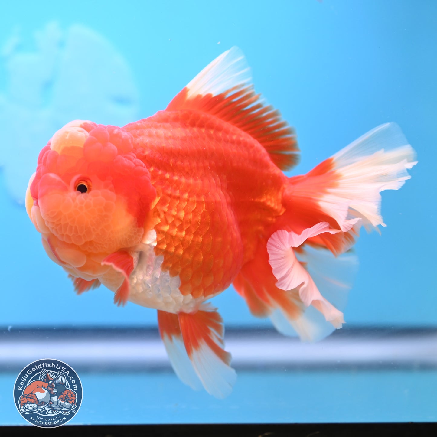 Jumbo Rose Tail Jade Seal Red White Oranda 5.5 inches Body - Female (250131_OR06)