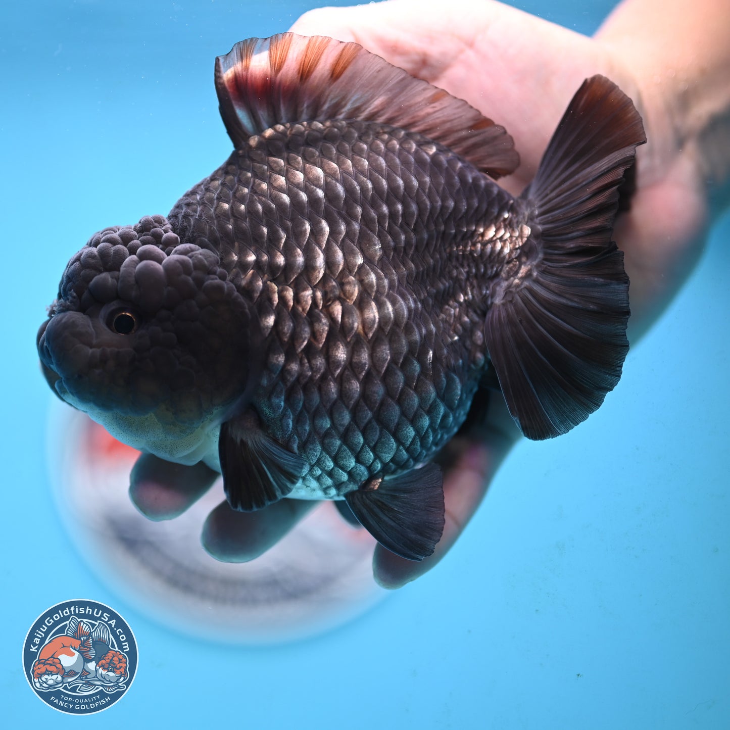 Big Black Metallic YuanBao Oranda 4.5 inches Body - Female (250117_OR06) - Kaiju Goldfish USA