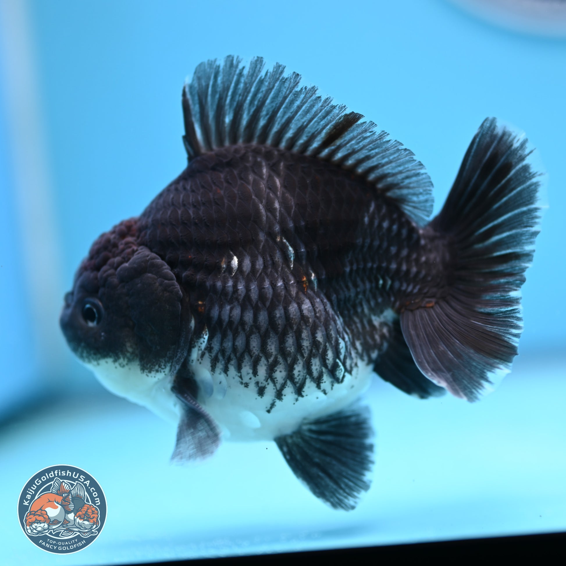 Shogun Kirin Oranda 3.5-4.5 in (241011_OR06) - Kaiju Goldfish USA