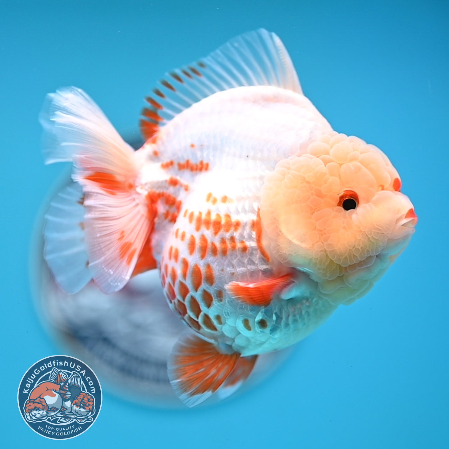 Deer Spot Red White YuanBao Oranda 3.7 inches Body (250516_OR06)