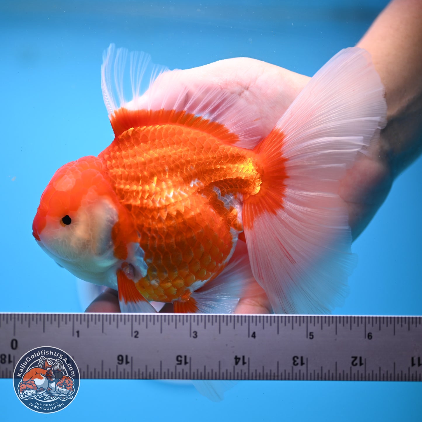 Red White Rose Tail Oranda 4-6 inches (240913_OR06) - Kaiju Goldfish USA