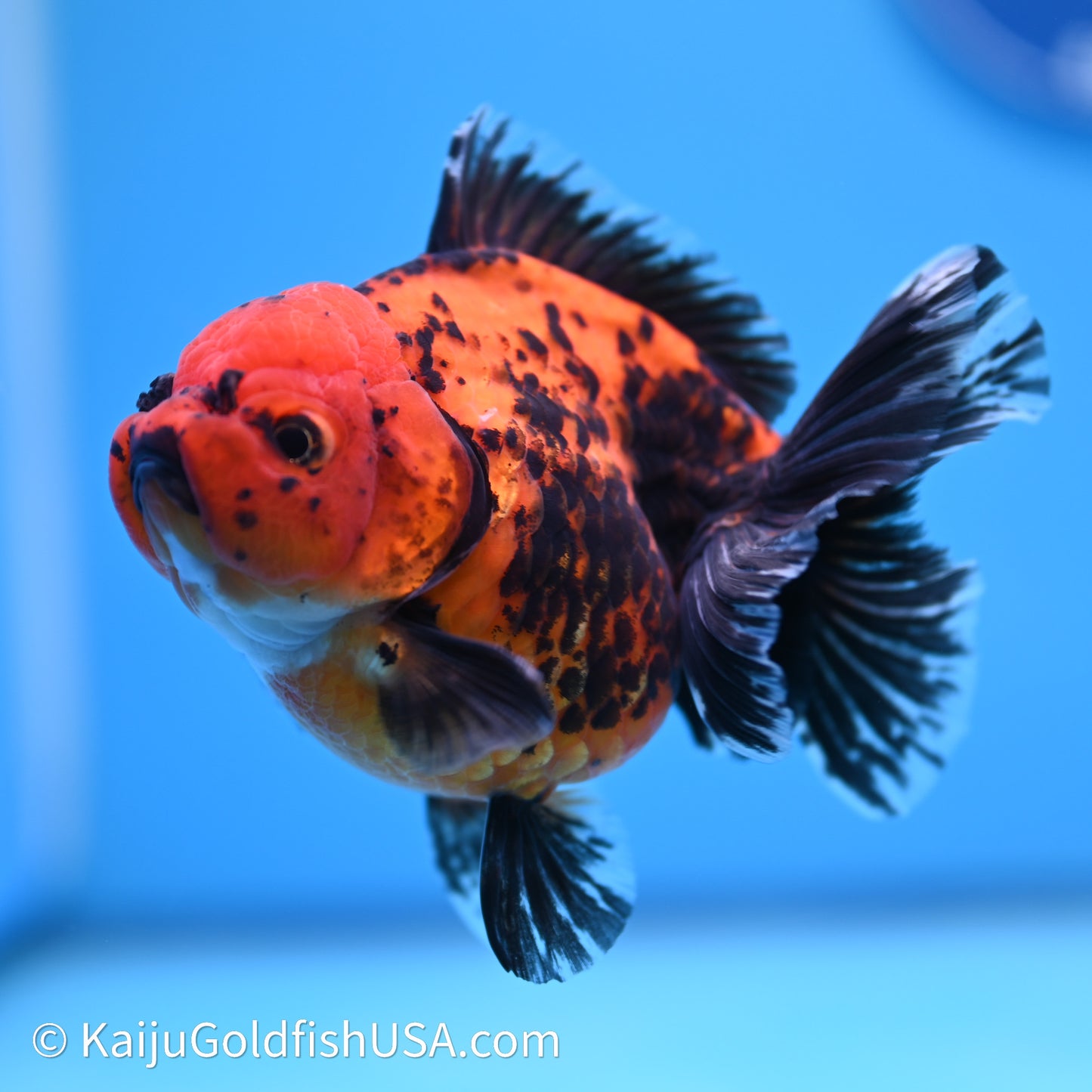 Shogun Godzilla Apache Oranda 3.75in Body (240614_OR06) - Kaiju Goldfish USA