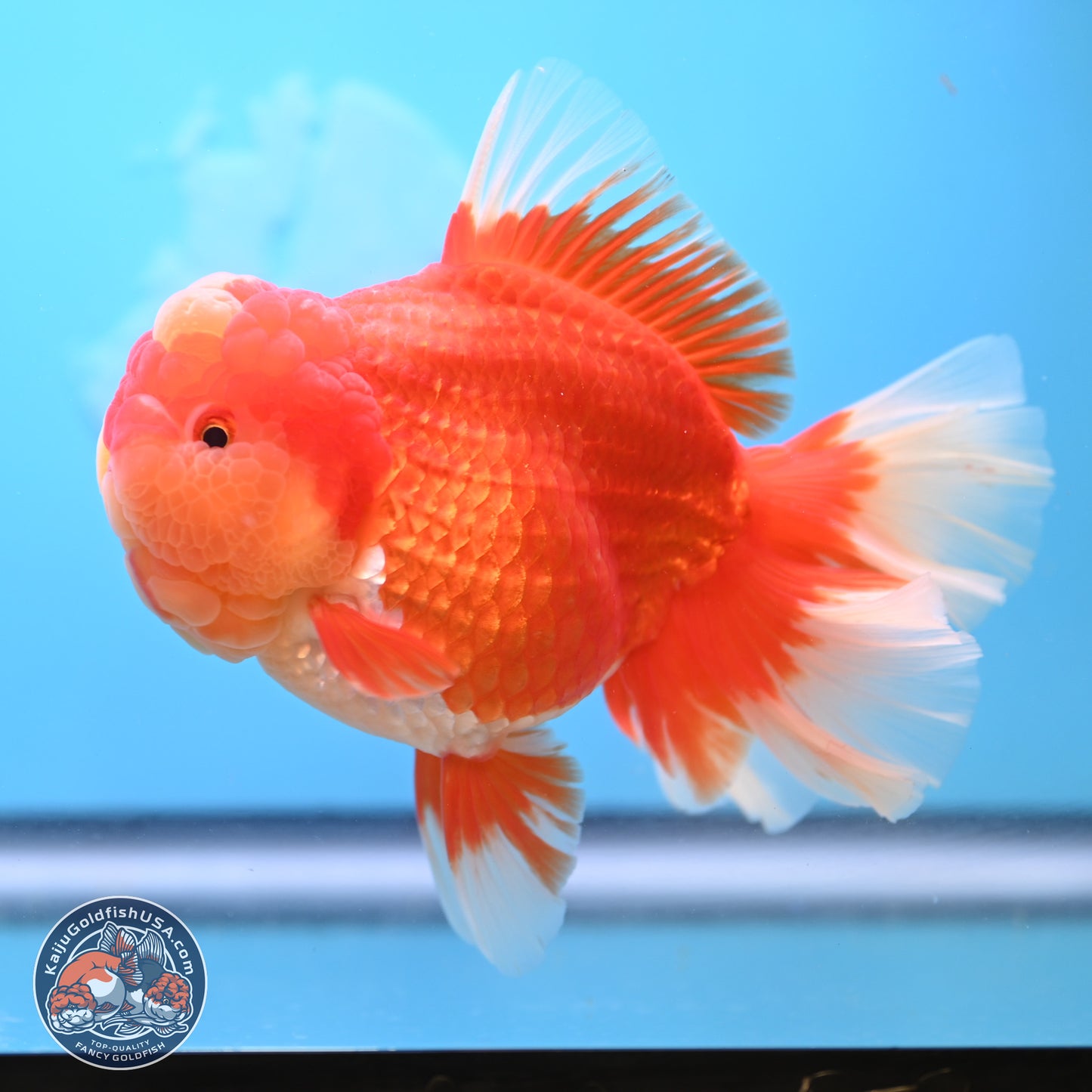 Jumbo Rose Tail Jade Seal Red White Oranda 5.5 inches Body - Female (250131_OR06)