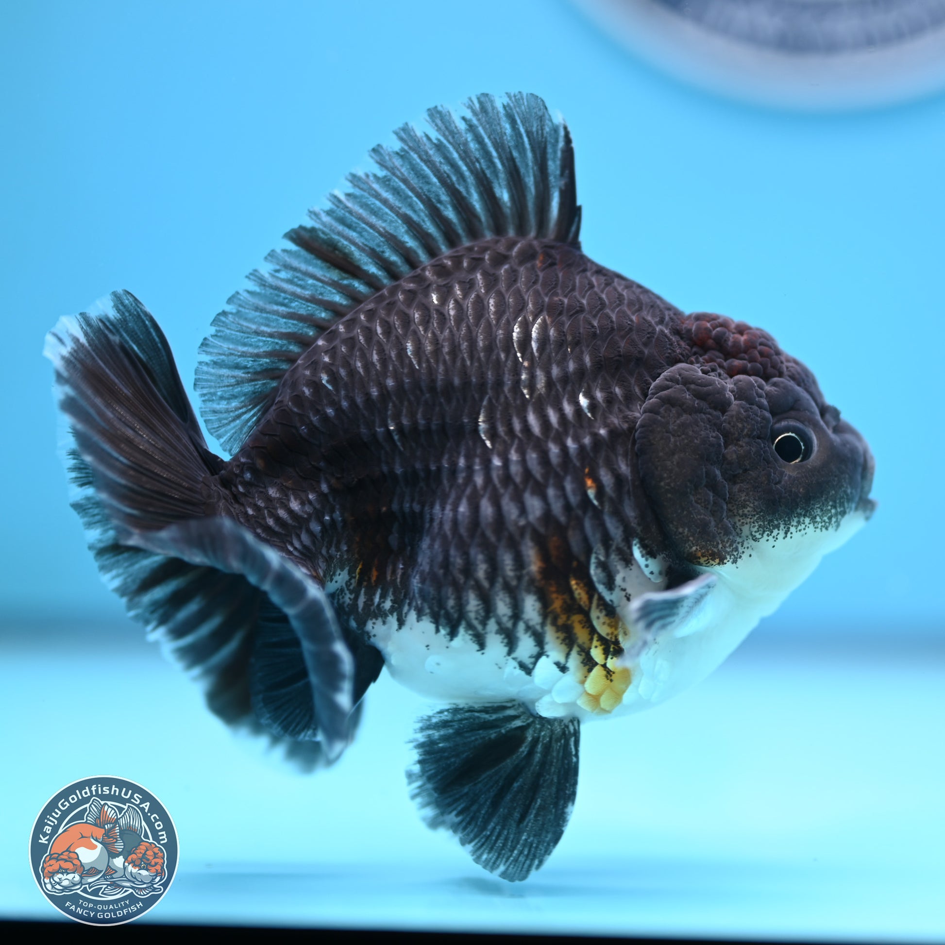 Shogun Kirin Oranda 3.5-4.5 in (241011_OR06) - Kaiju Goldfish USA