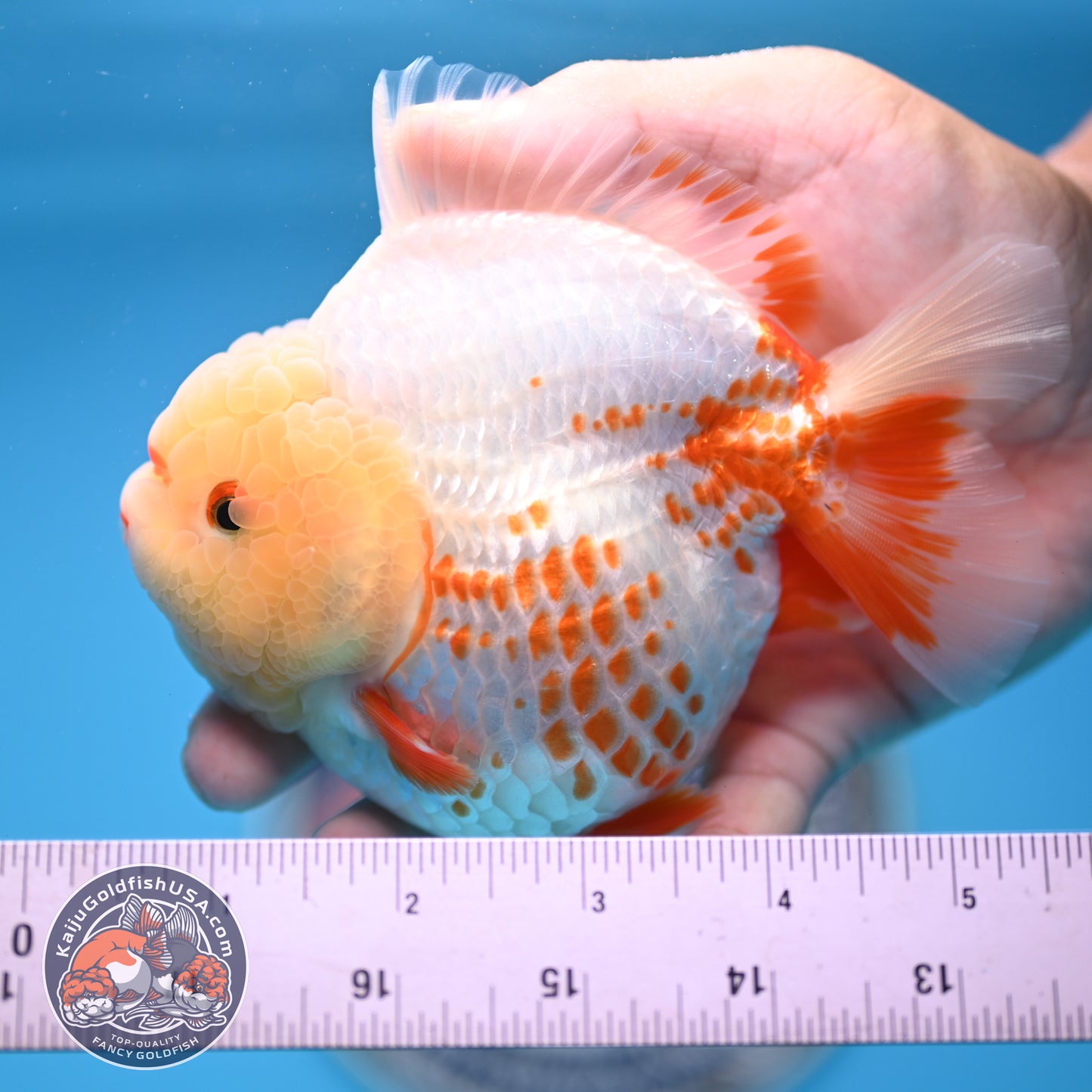 Deer Spot Red White YuanBao Oranda 3.7 inches Body (250516_OR06)