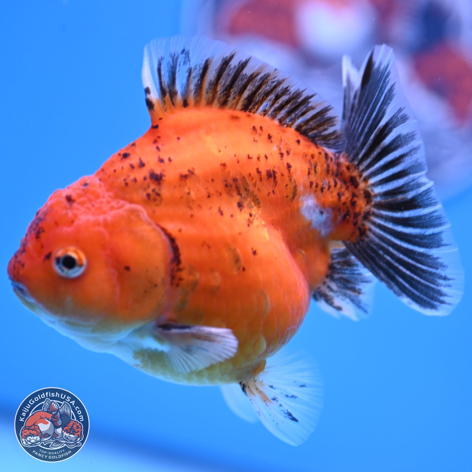 Shogun Tricolor Sakura YuanBao Oranda 3.75in Body (240802_OR06) - Kaiju Goldfish USA