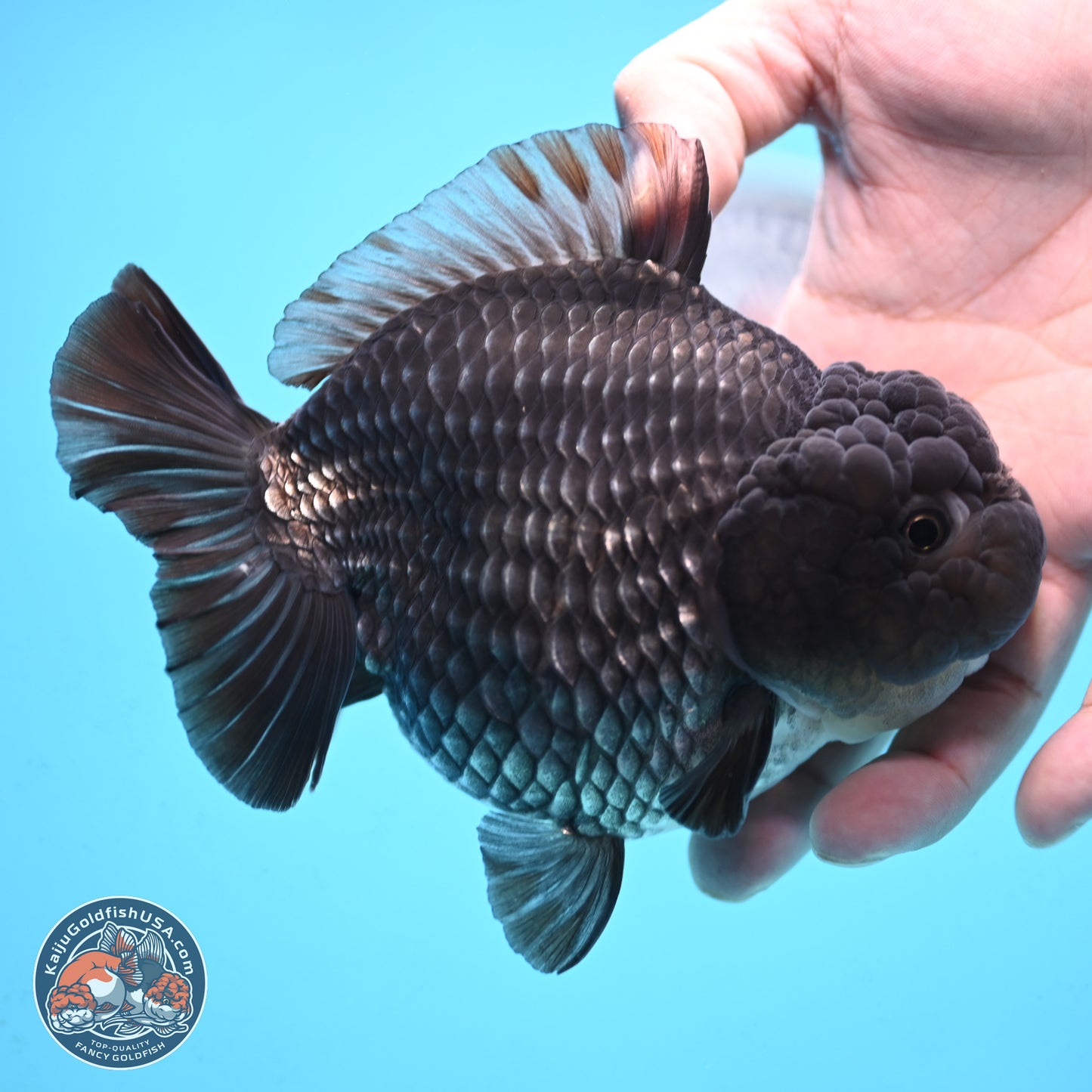 Big Black Metallic YuanBao Oranda 4.5 inches Body - Female (250117_OR06) - Kaiju Goldfish USA