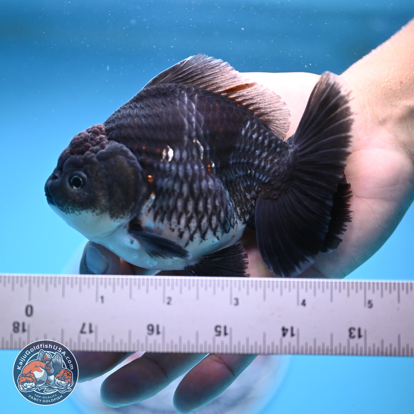 Shogun Kirin Oranda 3.5-4.5 in (241011_OR06) - Kaiju Goldfish USA